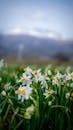 Close-up of White Daffodils Blooming in a Field