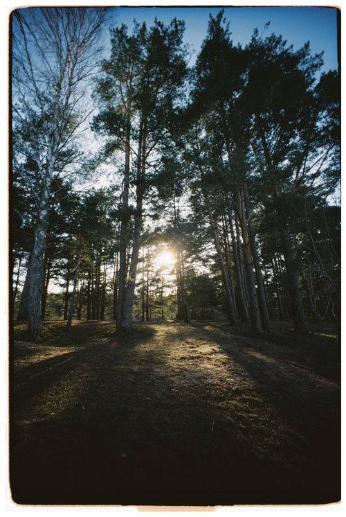 Free Sunlight filters through tall pine trees in a peaceful forest setting, casting long shadows. Stock Photo