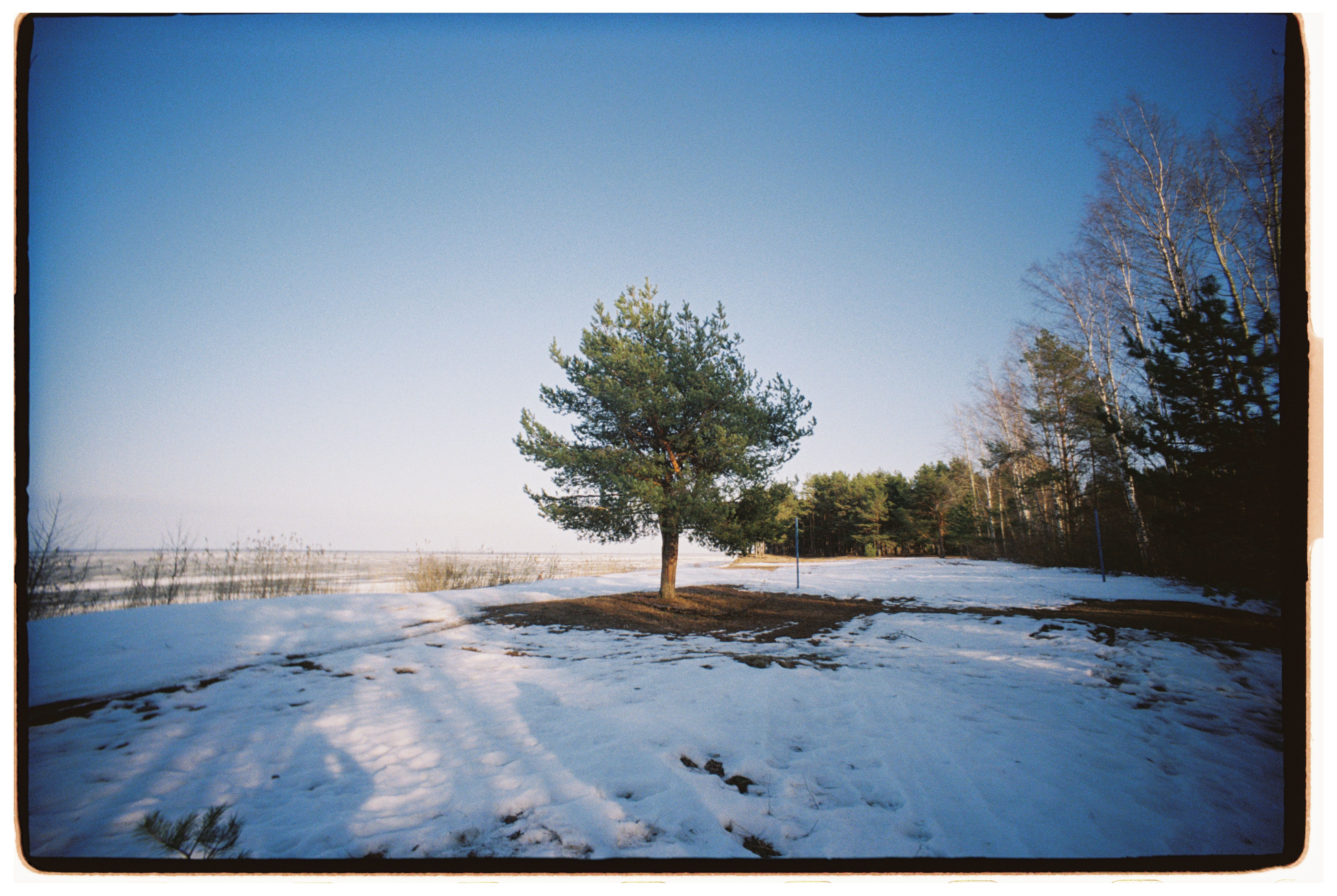 Solitary Tree in Snowy Winter Landscape · Free Stock Photo