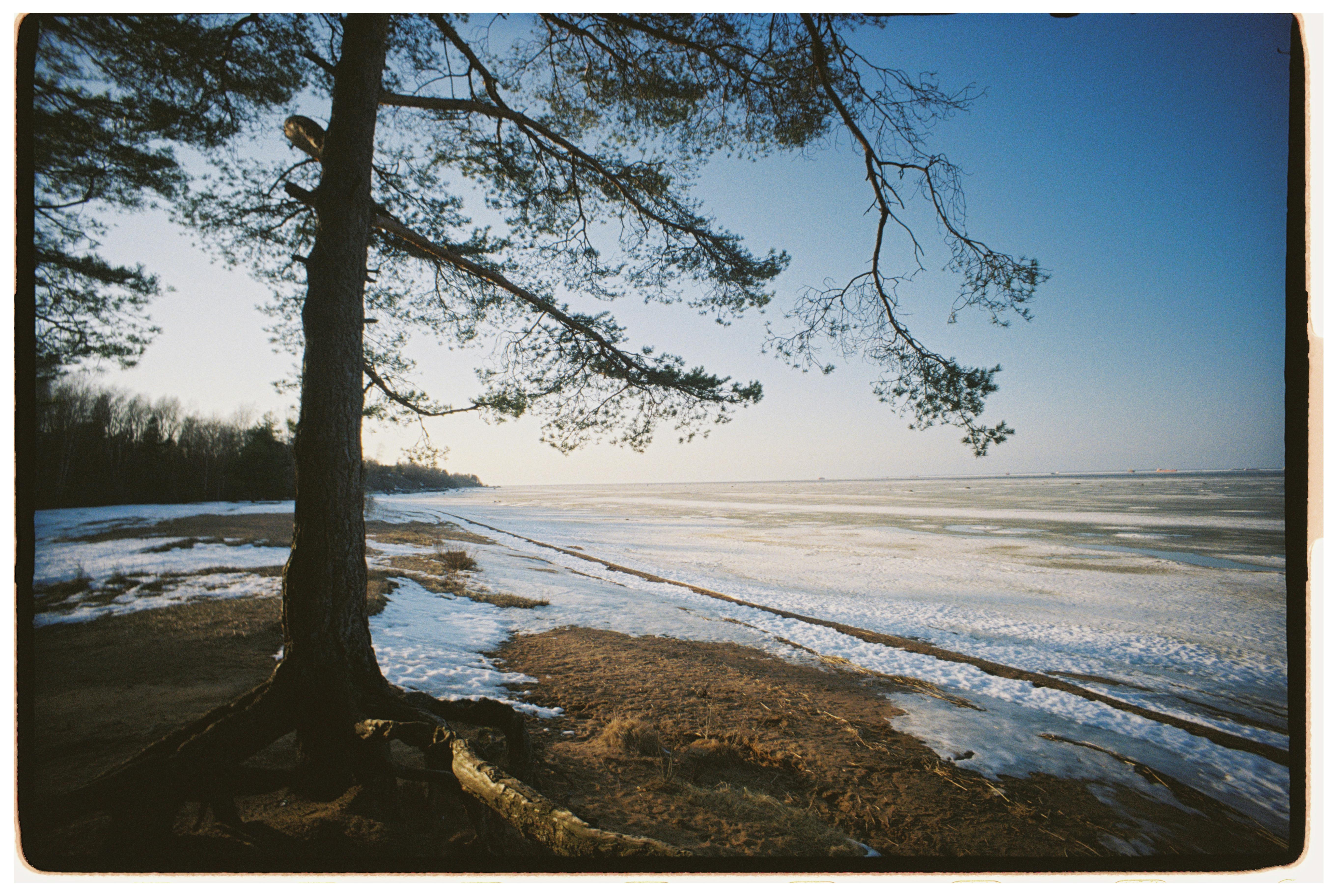 ฟรี ภาพทิวทัศน์ชายฝั่งอันเงียบสงบ depicting ชายหาดที่ปกคลุมด้วยหิมะและต้นสนที่โดดเด่น คลังภาพถ่าย