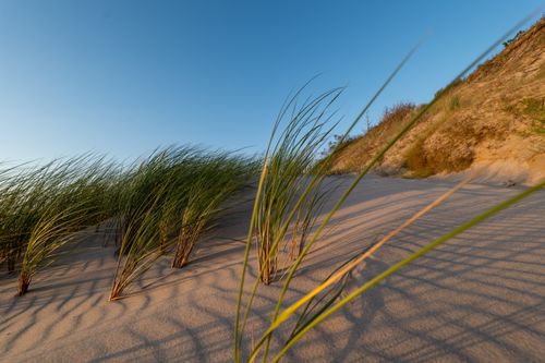 Free Captivating view of beach dune grasses under the golden sunlight at sunset. Stock Photo