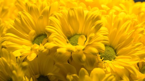Free Bright and vivid close-up of blooming yellow daisies in nature. Perfect for spring ambiance. Stock Photo