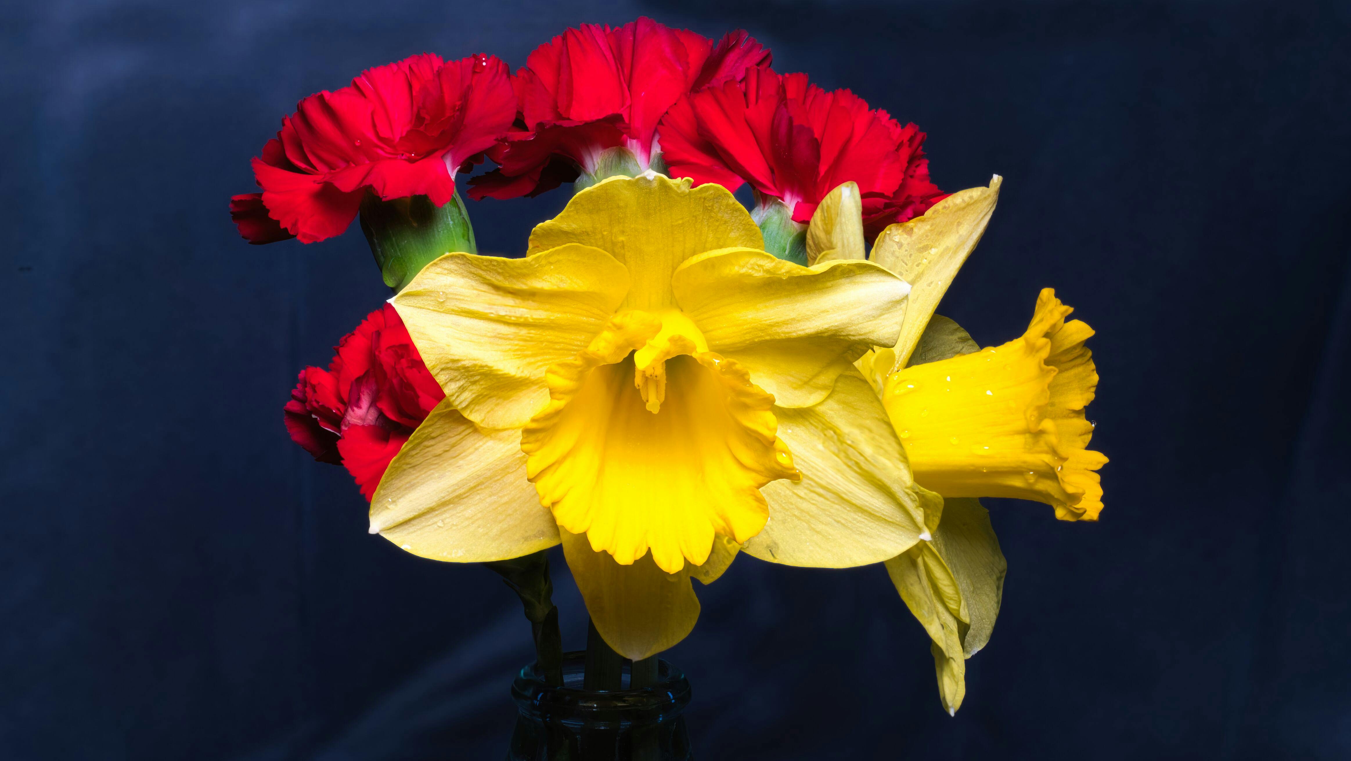 Безкоштовне Вражаючий букет з яскраво-червоних гвоздик та яскраво-жовтих нарцисів на темному фоні. стокове фото