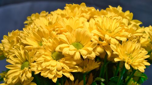 Free A stunning bouquet of vivid yellow daisies showcasing vibrant floral beauty. Stock Photo