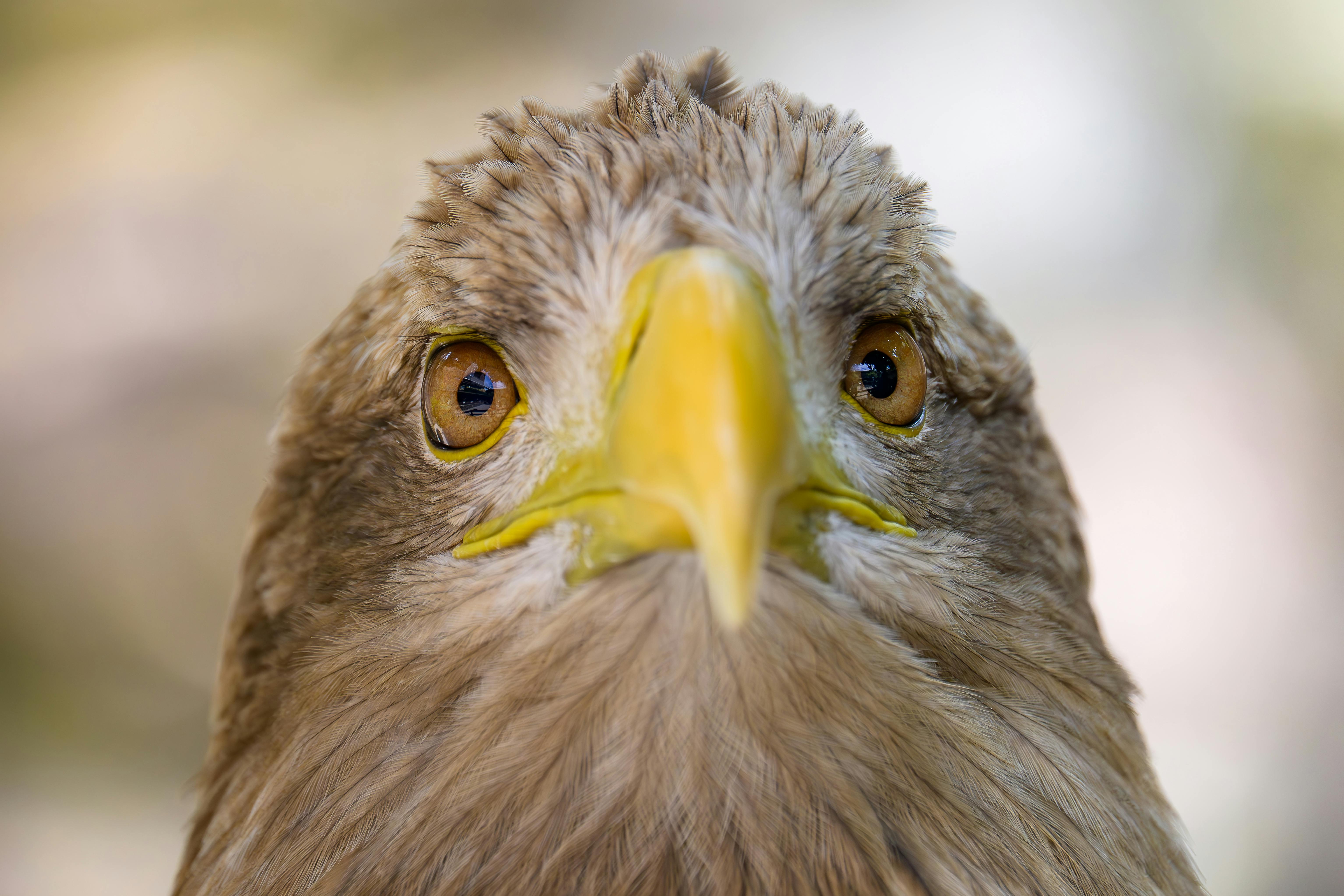 ฟรี ภาพระยะใกล้ที่คมชัดของนกอินทรีที่สง่างาม โดยเน้นที่ดวงตาที่เฉียบคมและจะงอยปากที่แหลมคมของมัน คลังภาพถ่าย