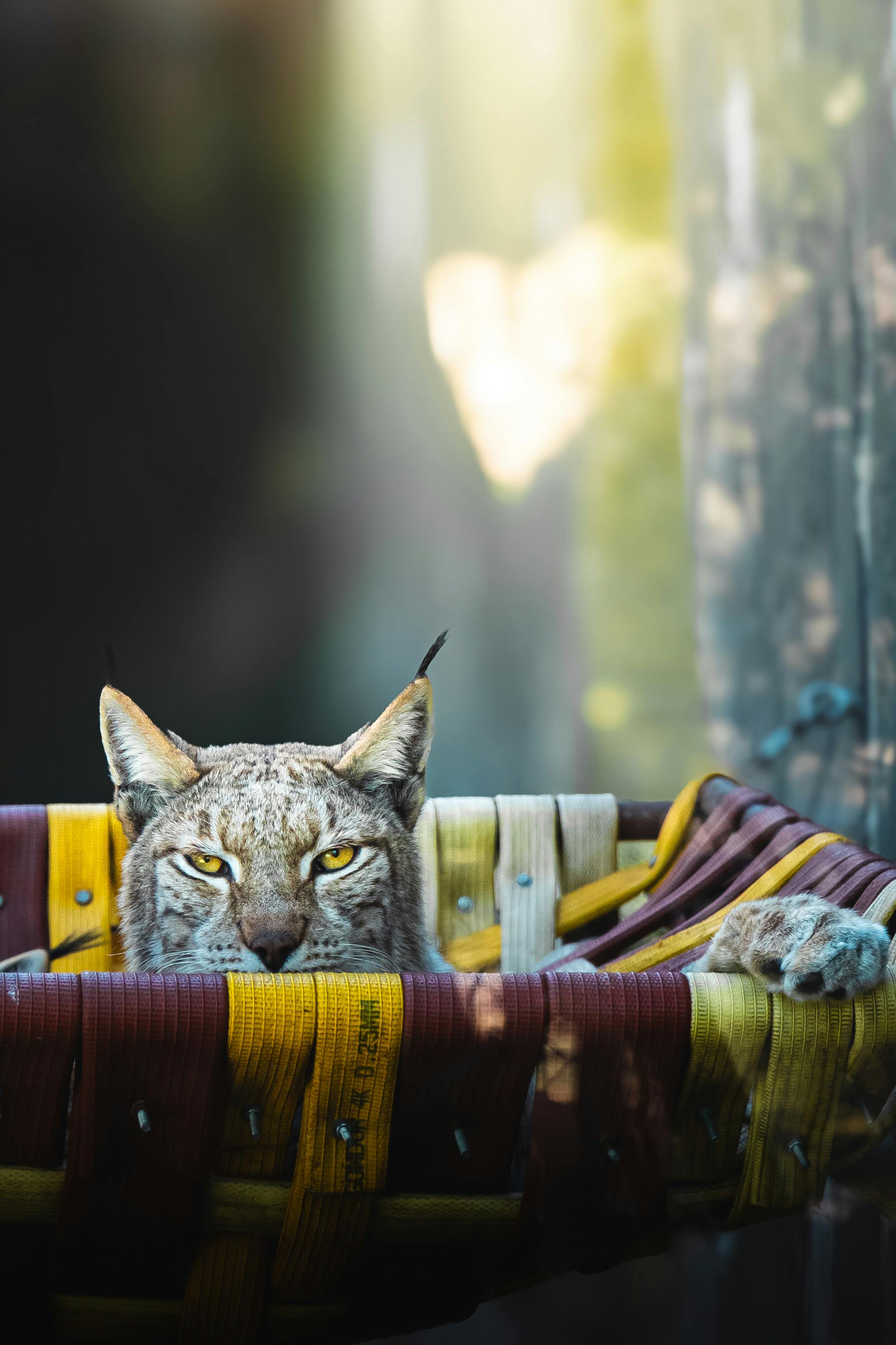 ingyenes Hiúz kukucskál ki egy színes fonott kosárból, hegyes füleit és átható tekintetét mutogatva. Stockfotó