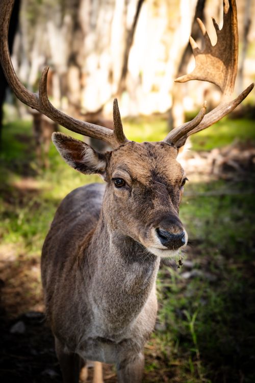 Free Close-up of a fallow deer with large antlers in a sunlit forest, showcasing natural wildlife. Stock Photo