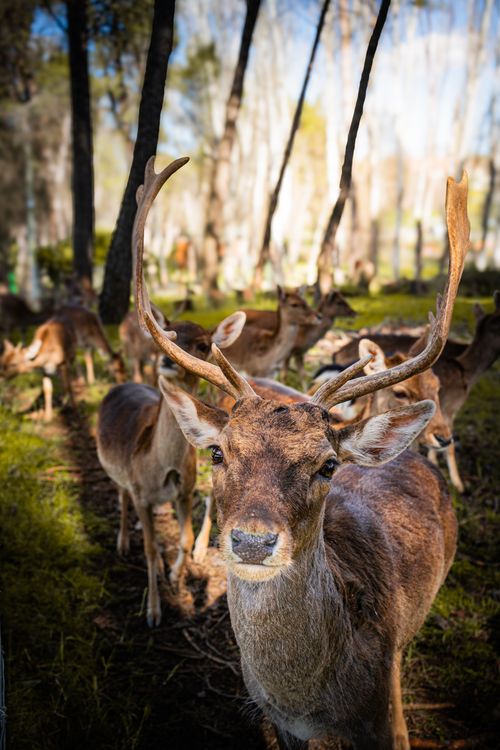 Free Wildlife capture of fallow deer herd with dramatic antlers in a sunlit forest setting. Stock Photo