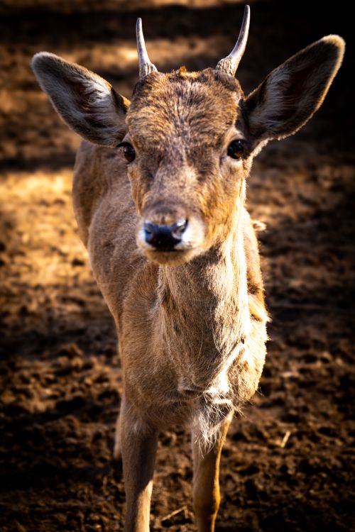 Free Captivating image of a juvenile deer in a natural outdoor setting, showcasing its curious gaze and small horns. Stock Photo