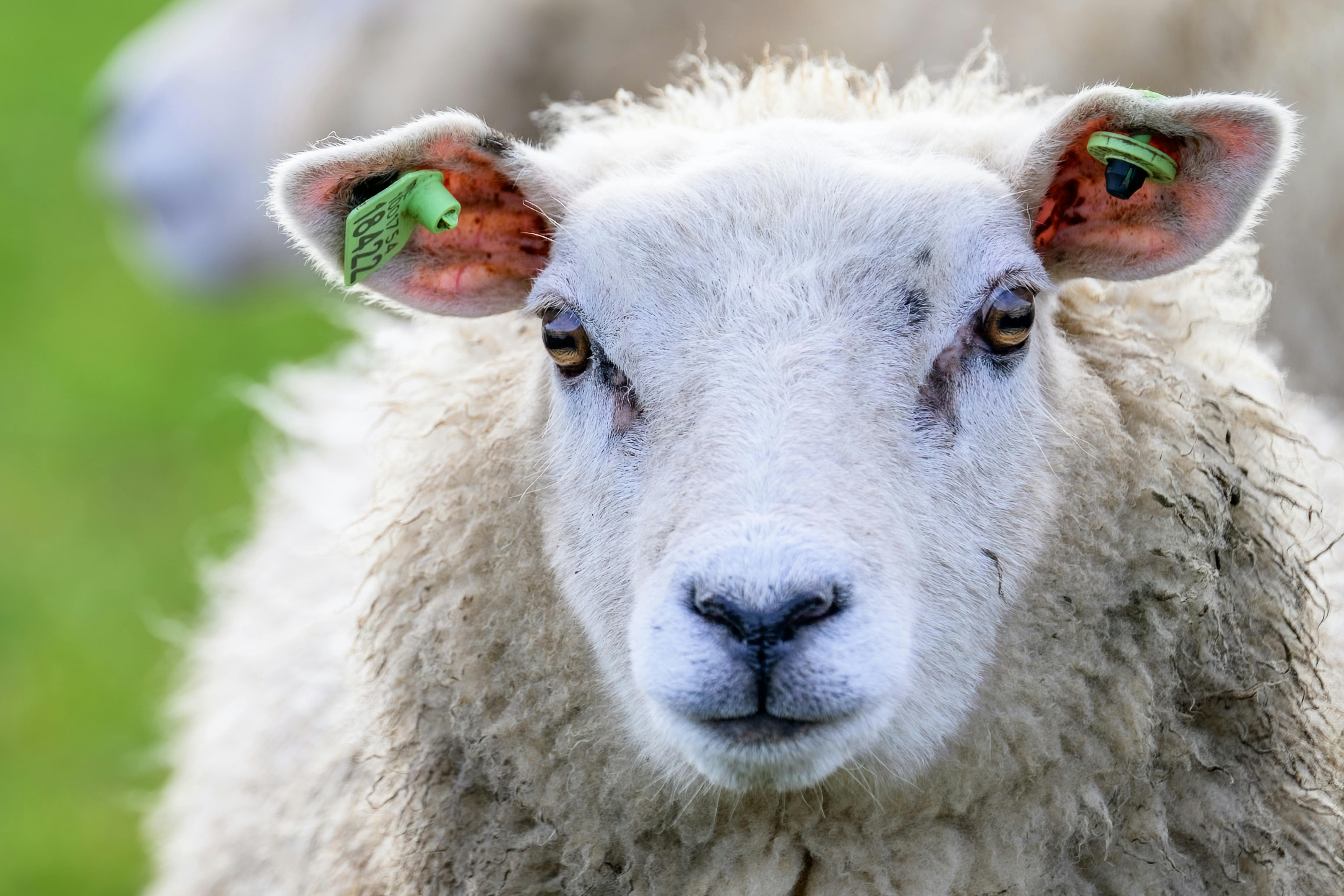 ฟรี ภาพระยะใกล้ที่แสดงรายละเอียดของแกะที่มีป้ายติดหู เผยให้เห็นเนื้อสัมผัสของขนแกะและสายตาที่อยากรู้อยากเห็น คลังภาพถ่าย