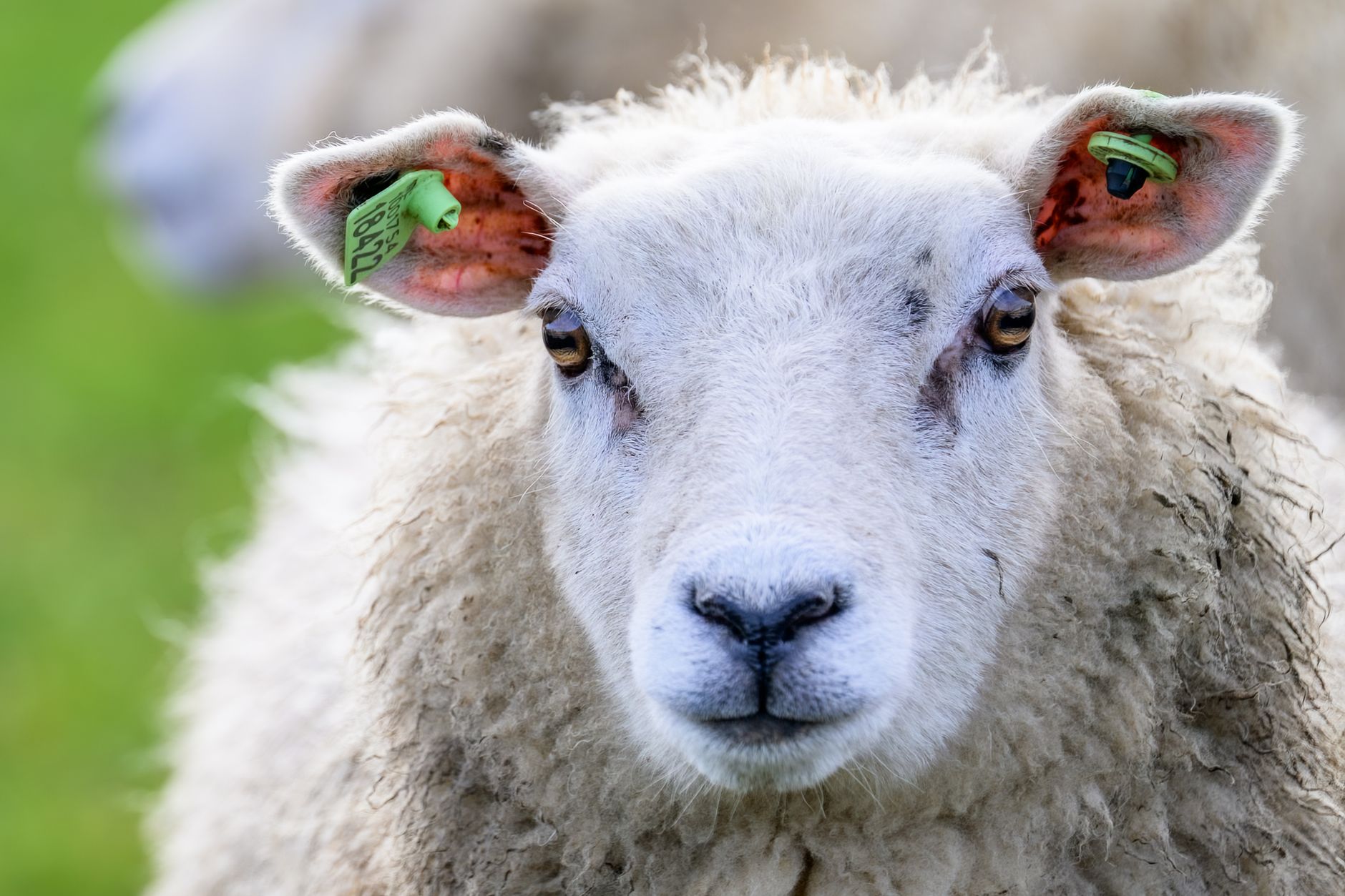Portrait of a sheep at a veterinary clinic