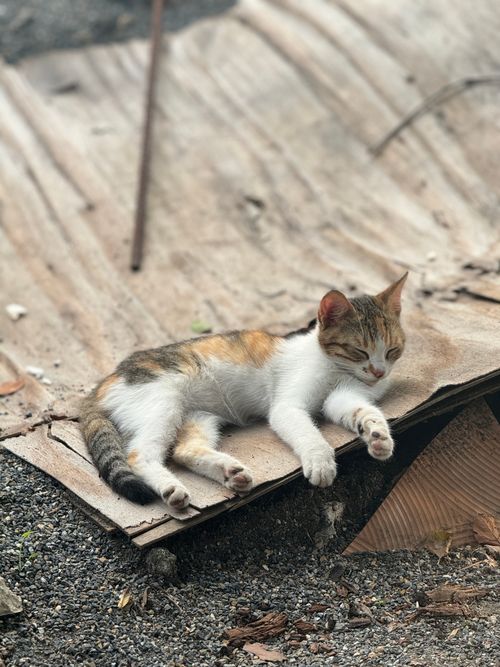 Free A peaceful calico cat naps on a roof in a rustic outdoor setting, showing calm and tranquility. Stock Photo