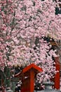 Beautiful Blooming Cherry Blossoms in Spring