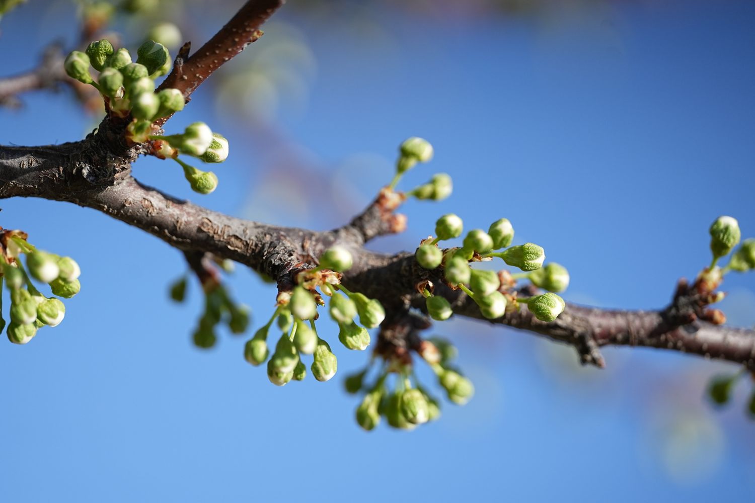 Budding Trees Photos, Download The BEST Free Budding Trees Stock Photos ...