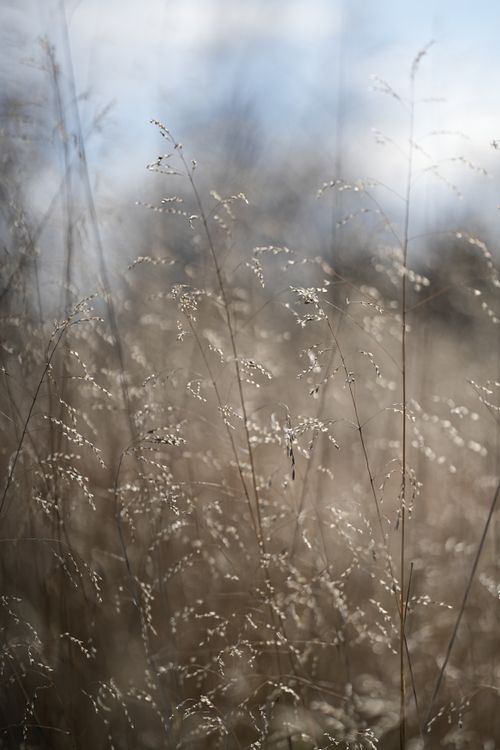 Free Tranquil autumn scene of wild grass illuminated by soft natural light, creating a peaceful atmosphere. Stock Photo