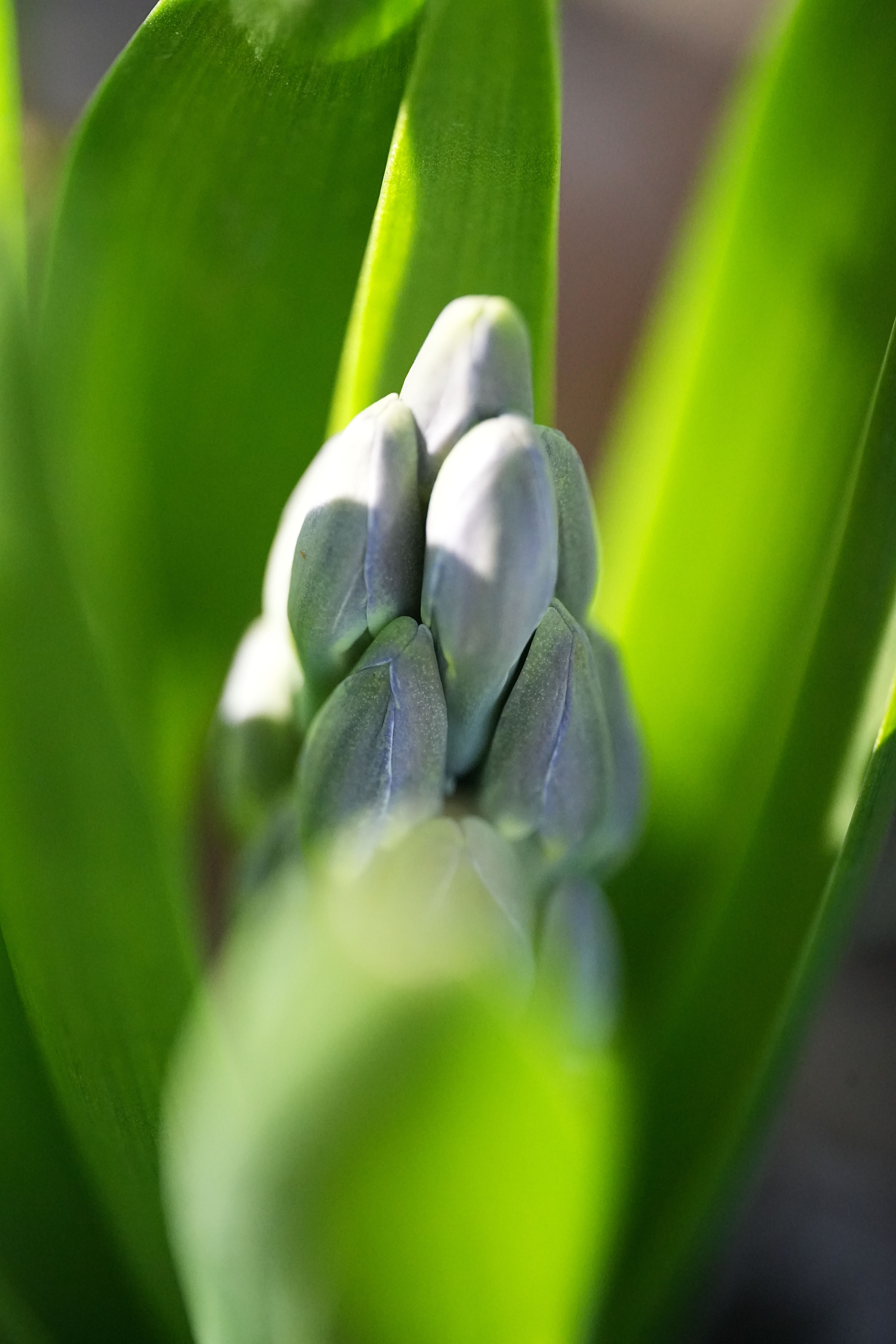 Green Hyacinth Buds Emerging in Spring Light · Free Stock Photo