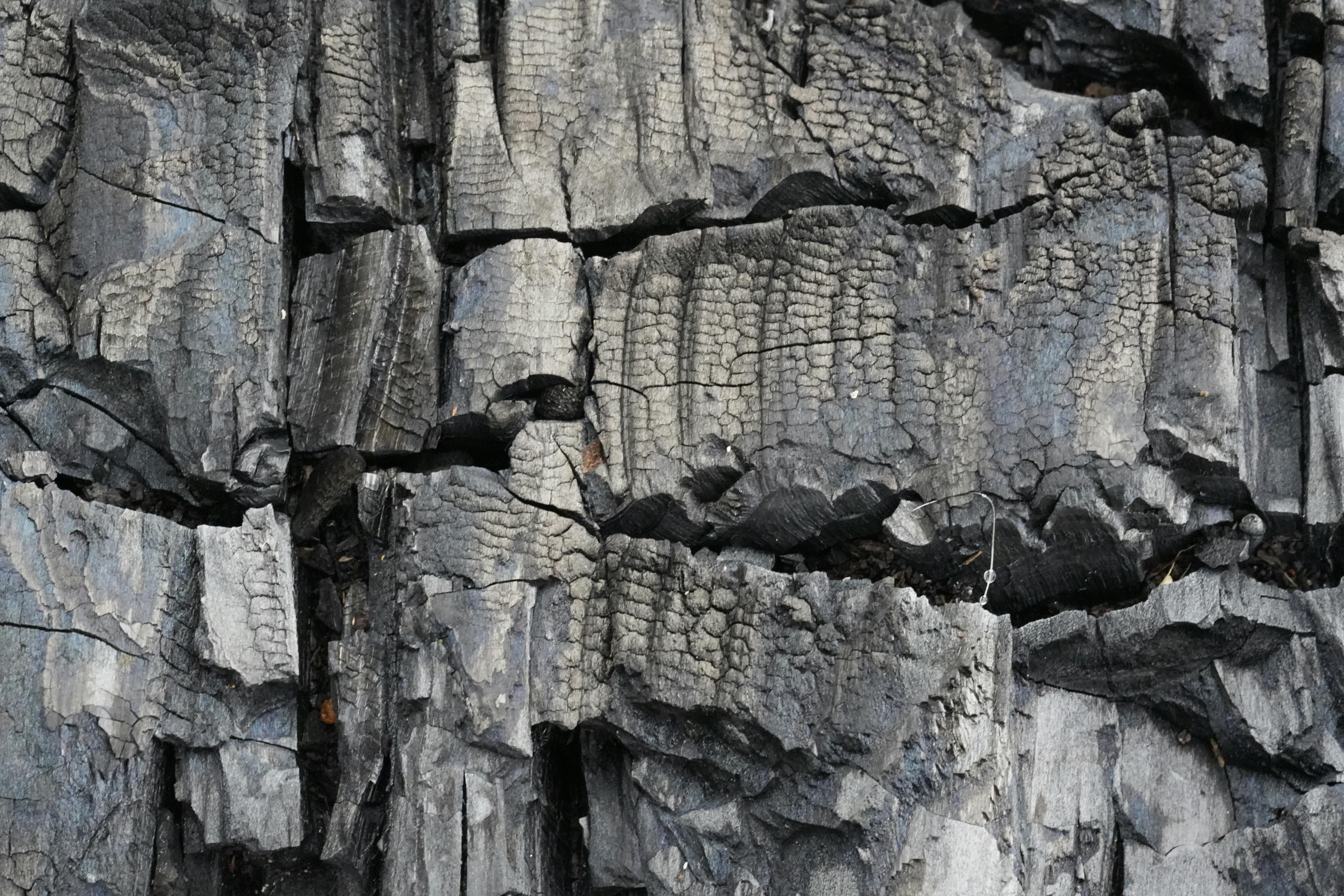 Безкоштовне Крупний план обвугленої дерев'яної текстури з високою роздільною здатністю, потрісканими деталями та темним, обгорілим виглядом. стокове фото