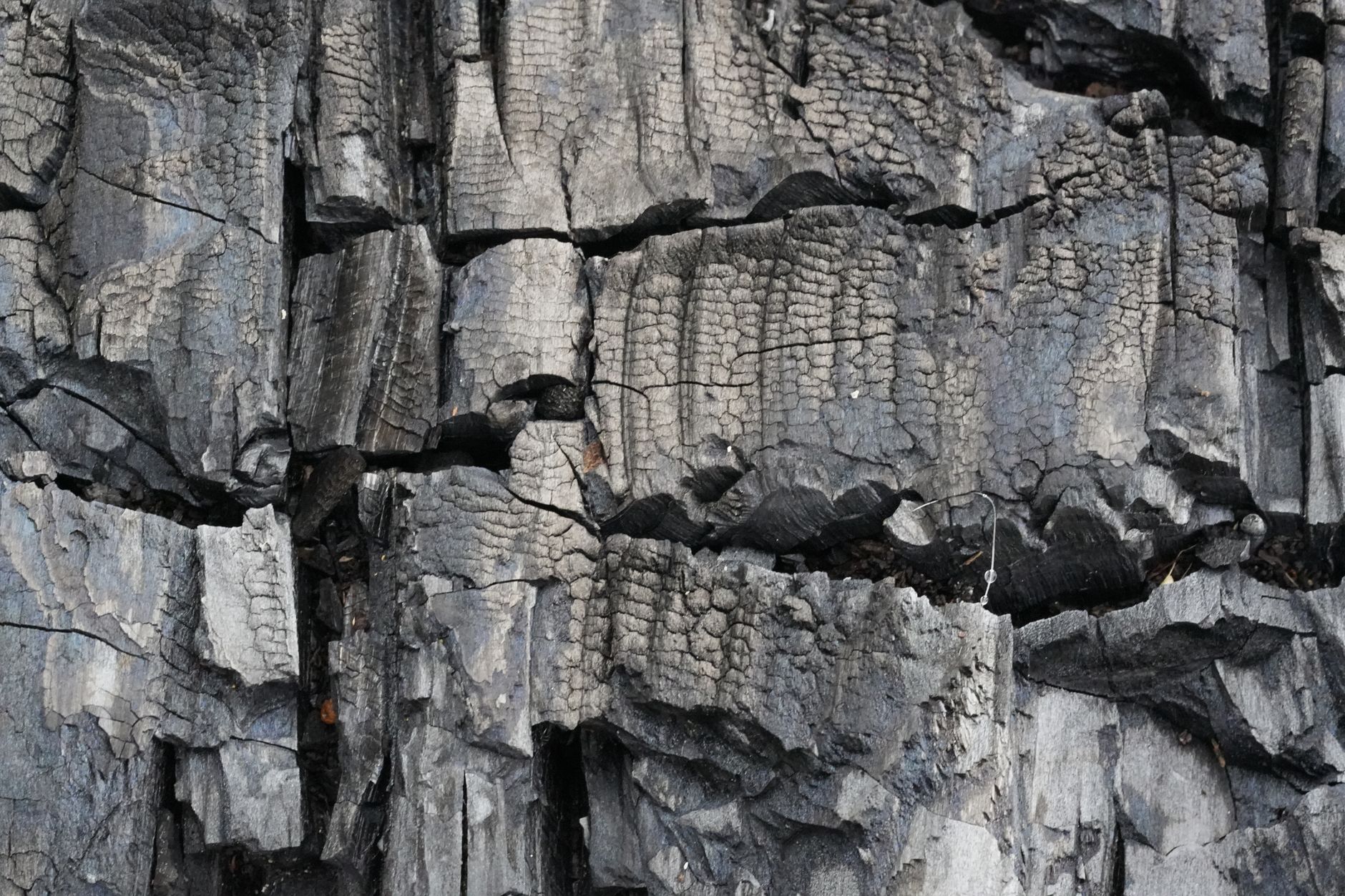 High-resolution close-up of charred wood texture with cracked details and dark, burnt appearance.