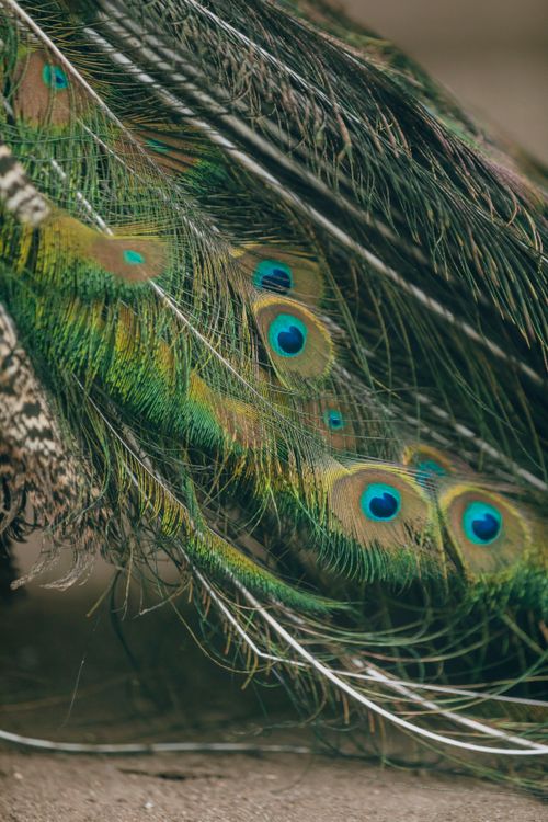 Free Detailed macro shot of peacock feathers showcasing vibrant colors and intricate patterns. Stock Photo