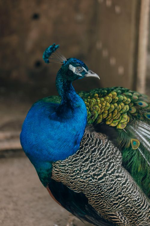 Free Close-up of a vibrant peacock displaying its colorful plumage, showcasing intricate feather patterns in rich hues. Stock Photo