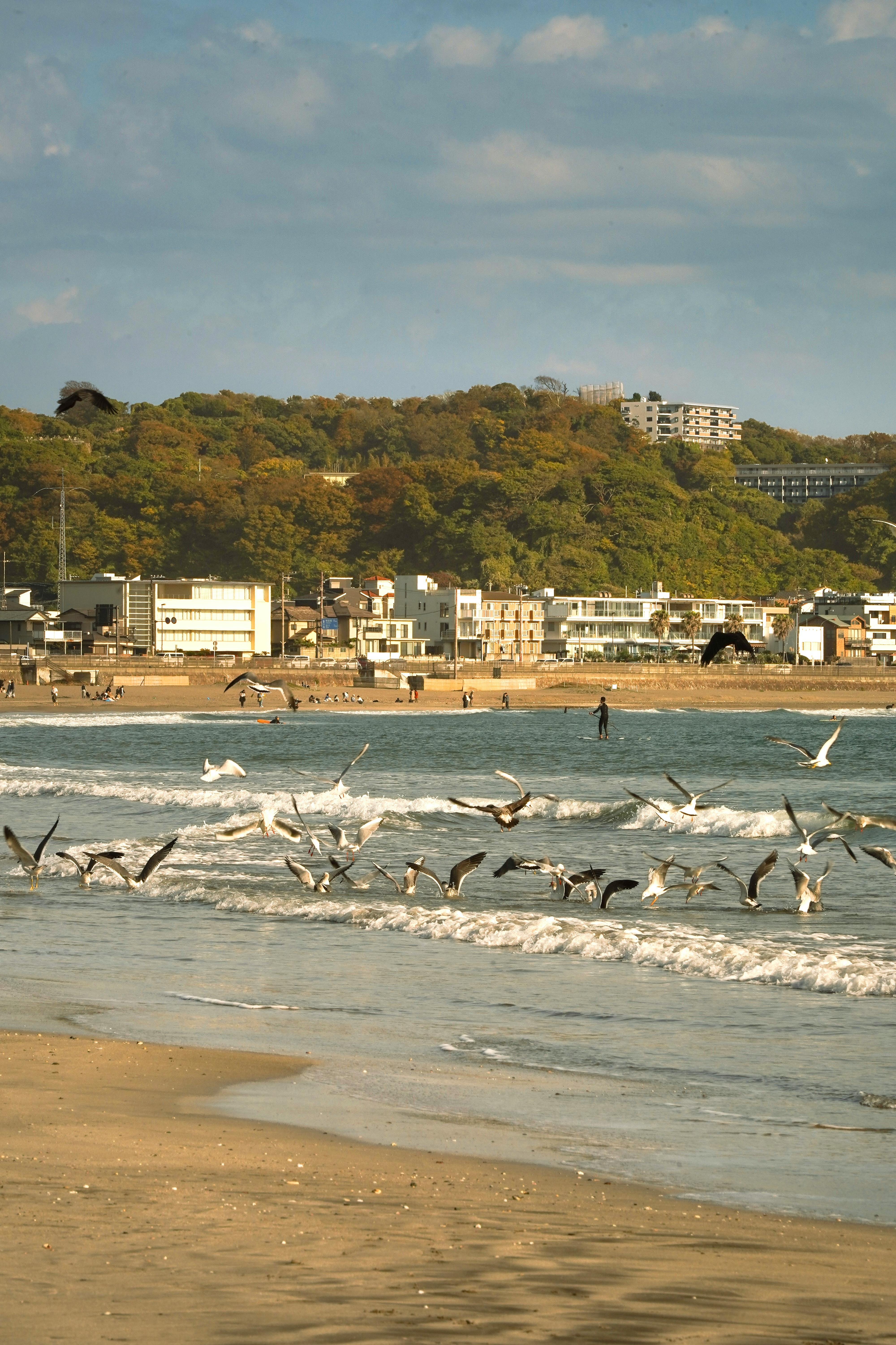 ฟรี ฝูงนกนางนวลบินโฉบเฉี่ยวเหนือชายหาดอันงดงามของคามาคุระ เผยให้เห็นความสวยงามของธรรมชาติในญี่ปุ่น คลังภาพถ่าย