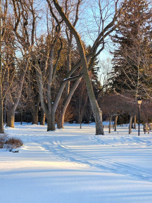 Free A tranquil winter scene in a Toronto park with bare trees and snow-covered ground. Stock Photo