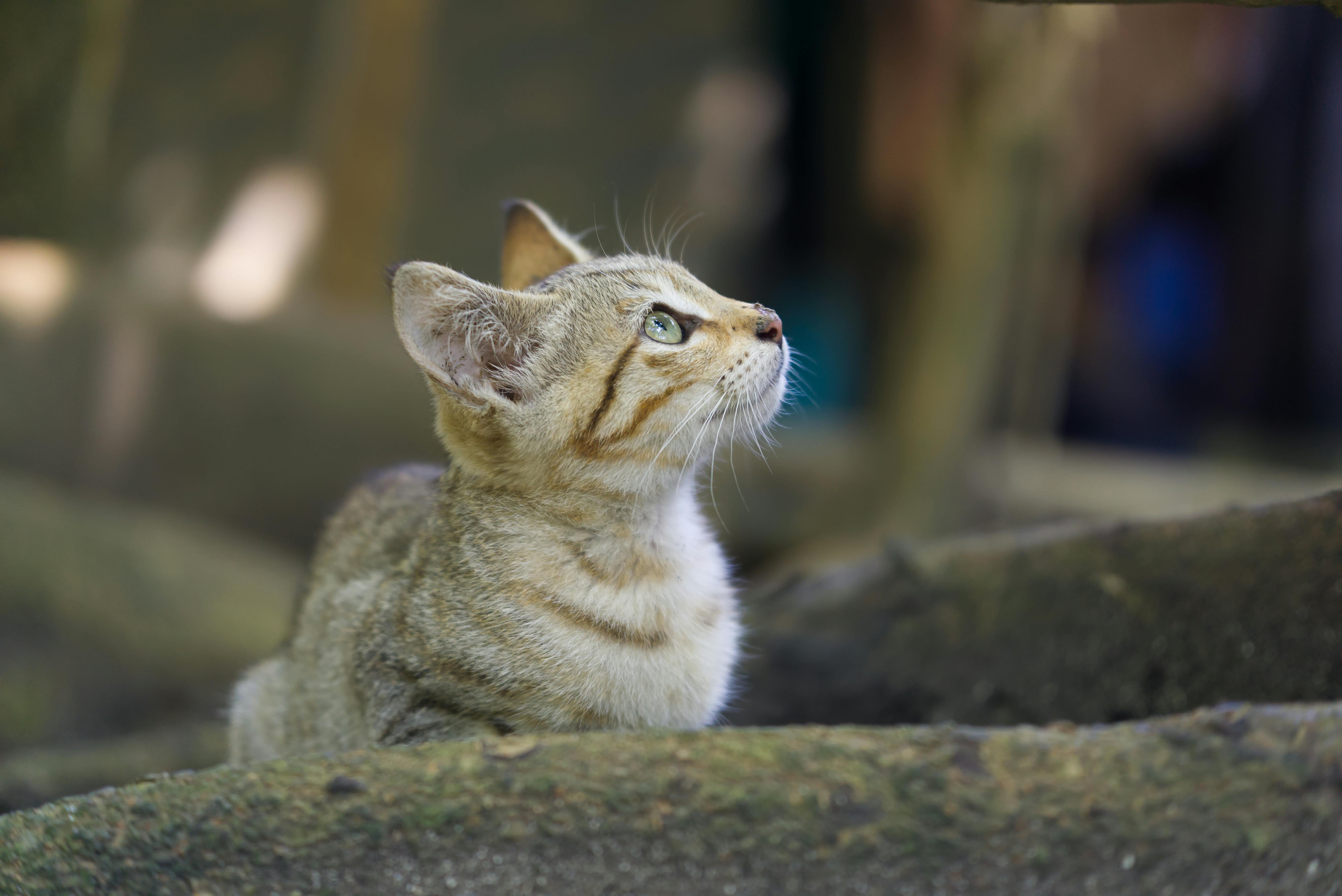 Безкоштовне Вид збоку на цікавого смугастого кота, який дивиться вгору на свіжому повітрі. стокове фото