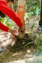 Gardener Harvesting Root Vegetable in Garden