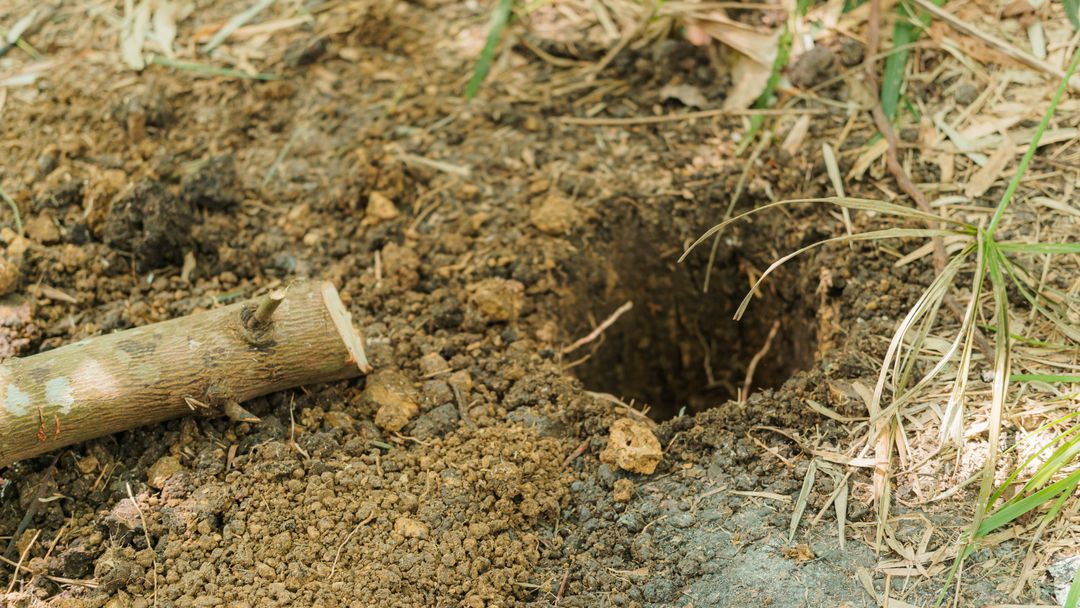 A freshly dug hole in garden soil, the usual first step when a cleanout has to be found or added.