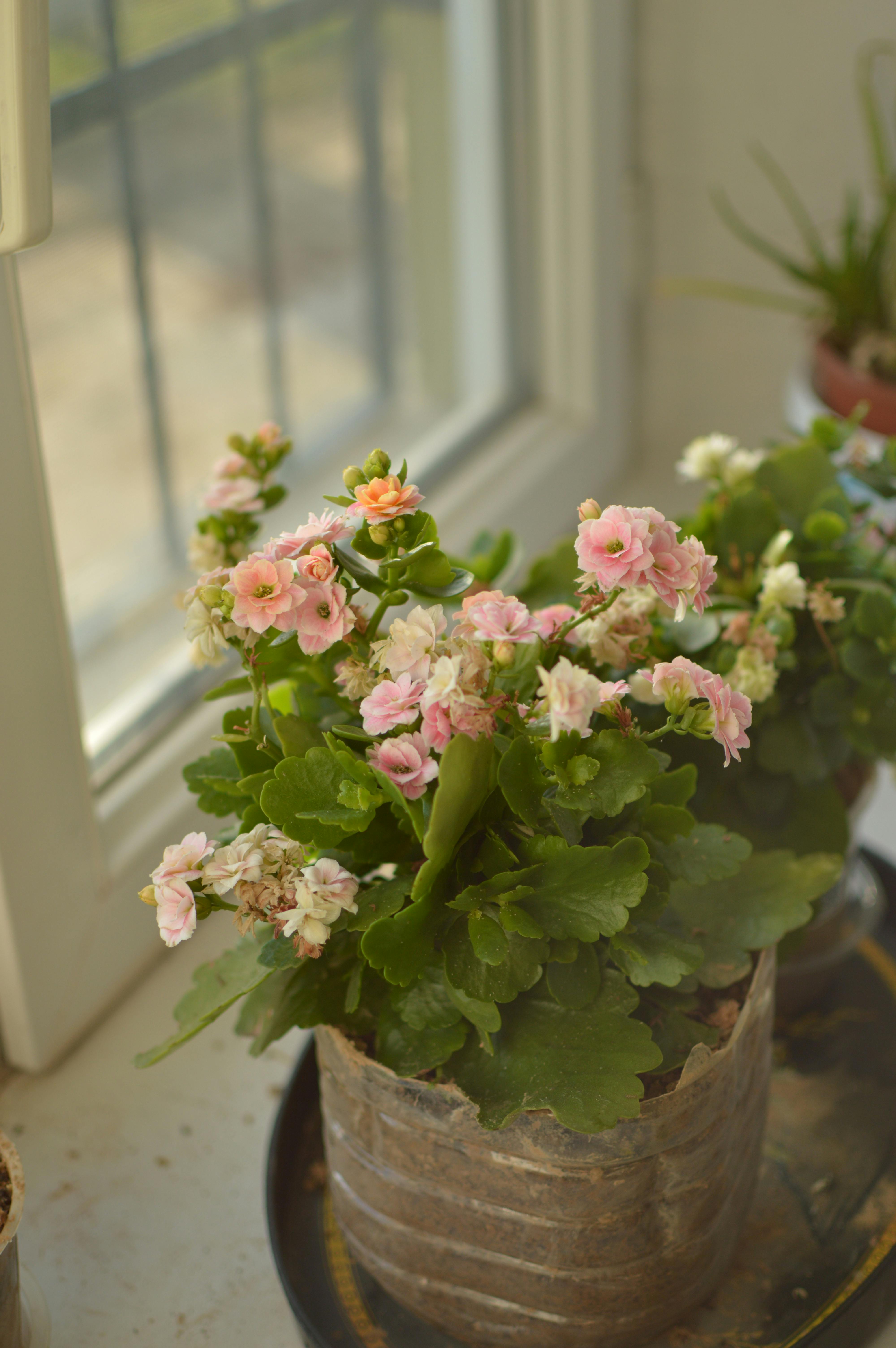 免費 室內陽光照射的窗邊，粉紅色的長壽花競相綻放。 圖庫相片