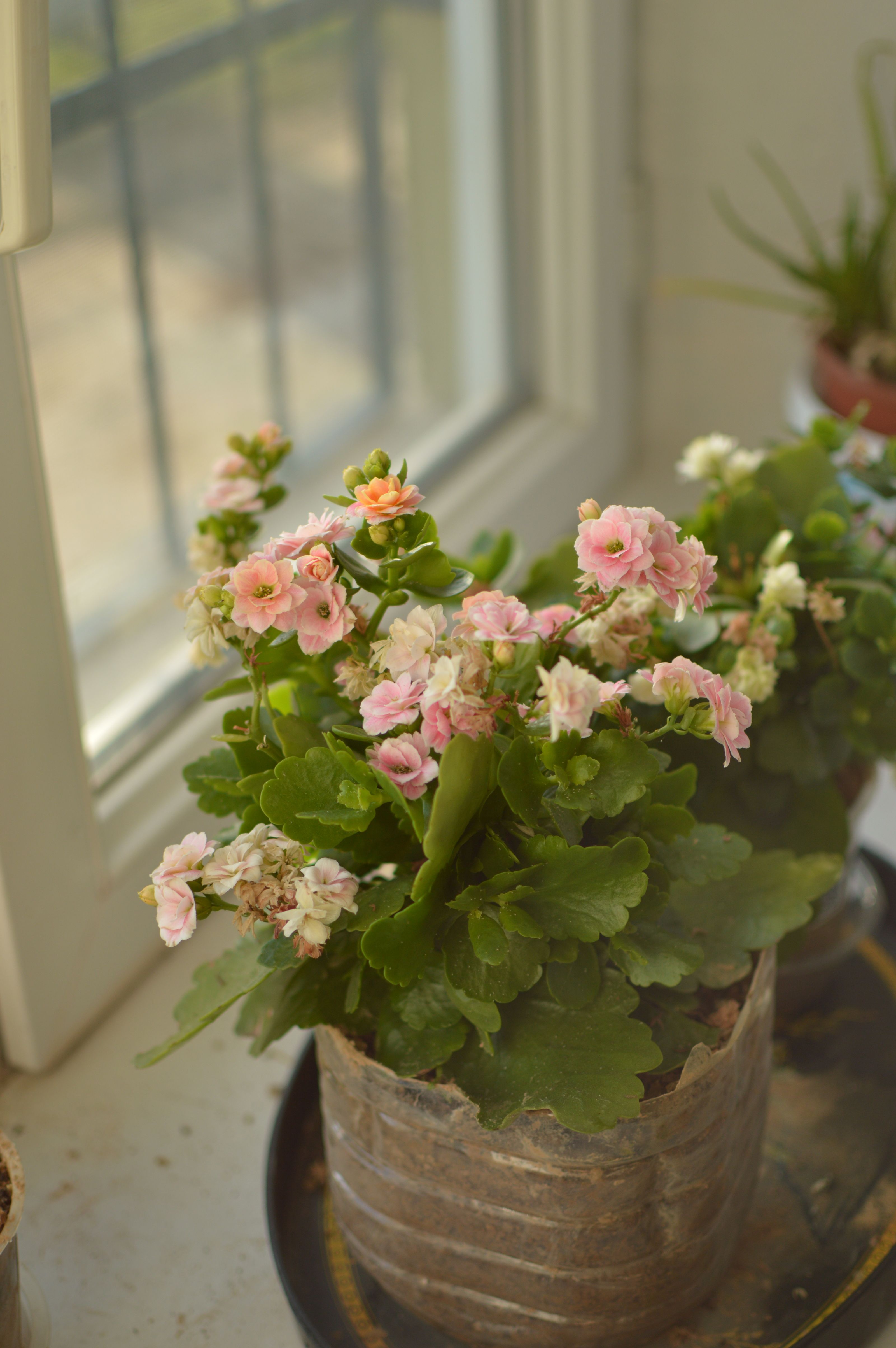 Potted kalanchoe on a windowsill
