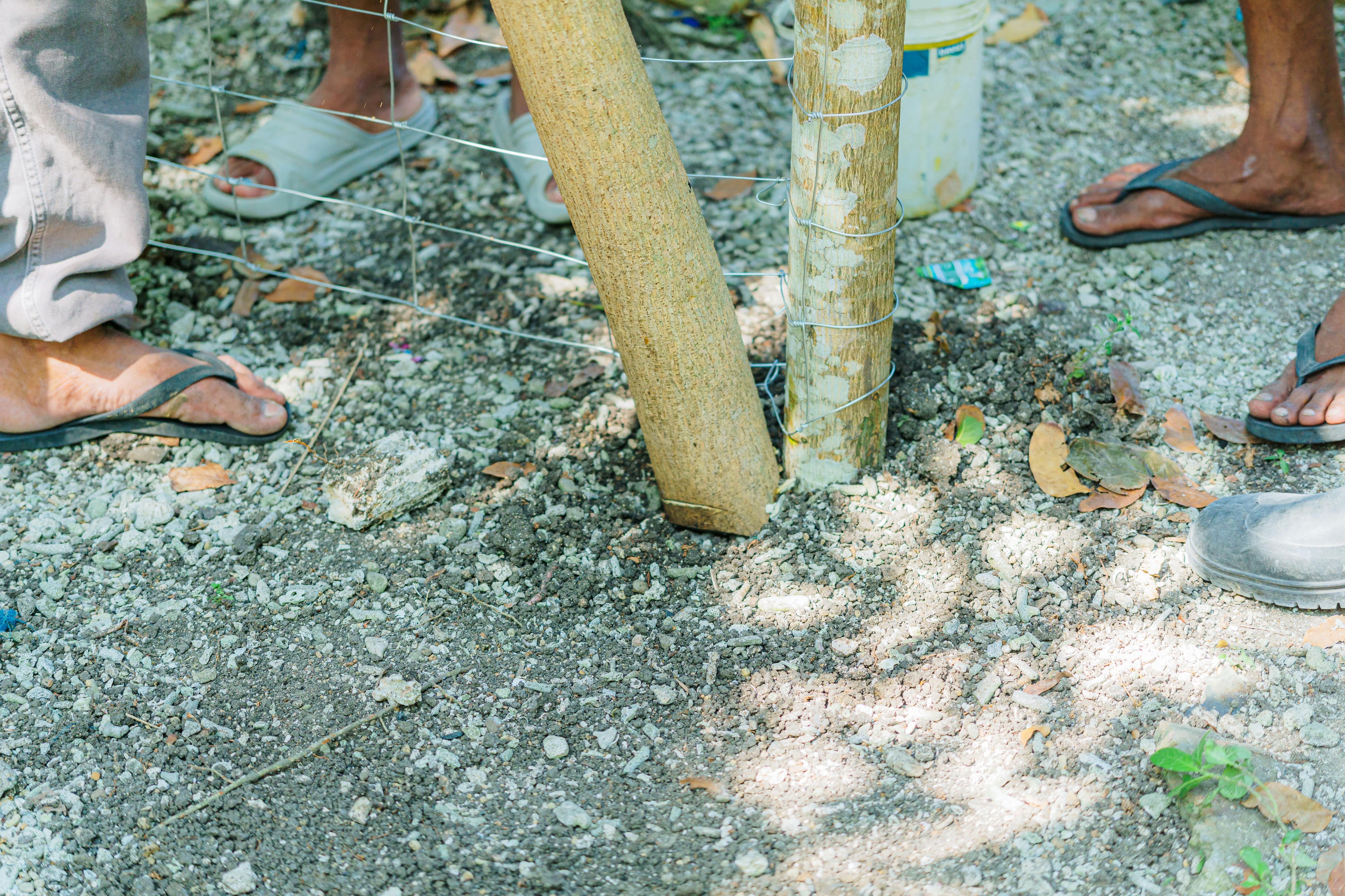 Безкоштовне Робітники встановлюють дерев'яні стовпи огорожі на сонячному відкритому майданчику. стокове фото