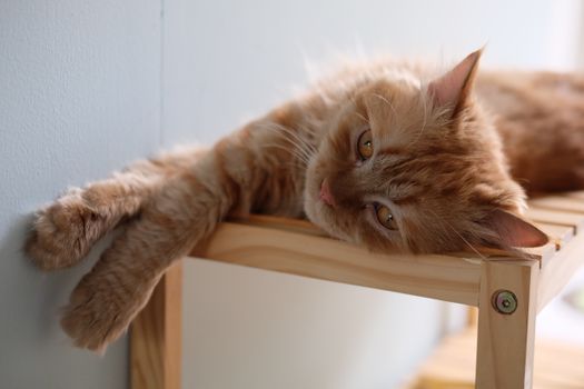 A serene ginger cat lies comfortably on a wooden shelf indoors, enjoying a moment of calm.
