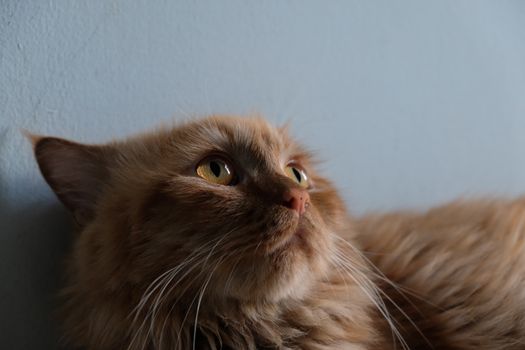 Adorable ginger cat with bright eyes looking up against a light blue background.