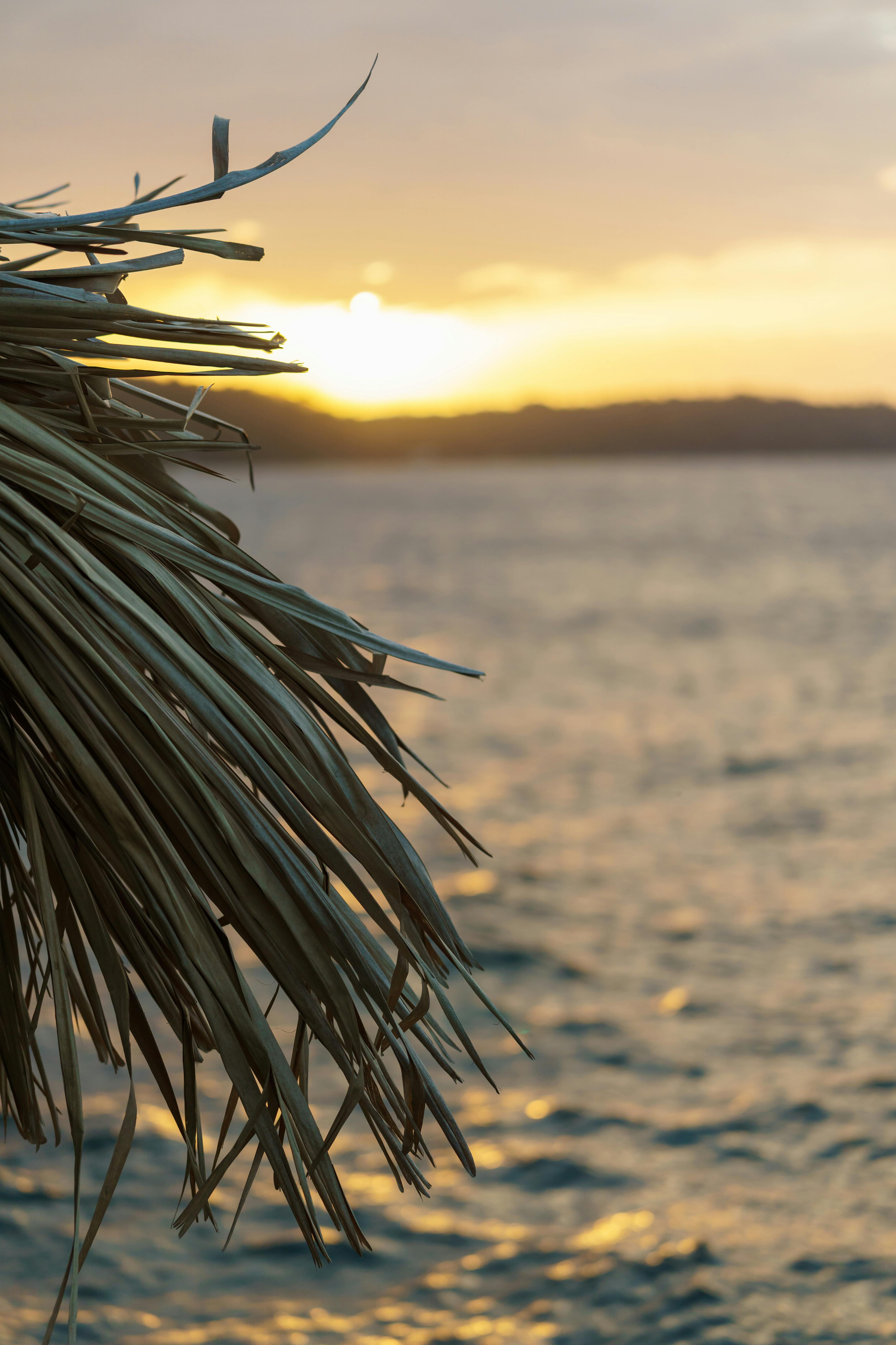 Безкоштовне Спокійний захід сонця на березі океану з силуетами пальмового листя на передньому плані, що створює мирну атмосферу. стокове фото