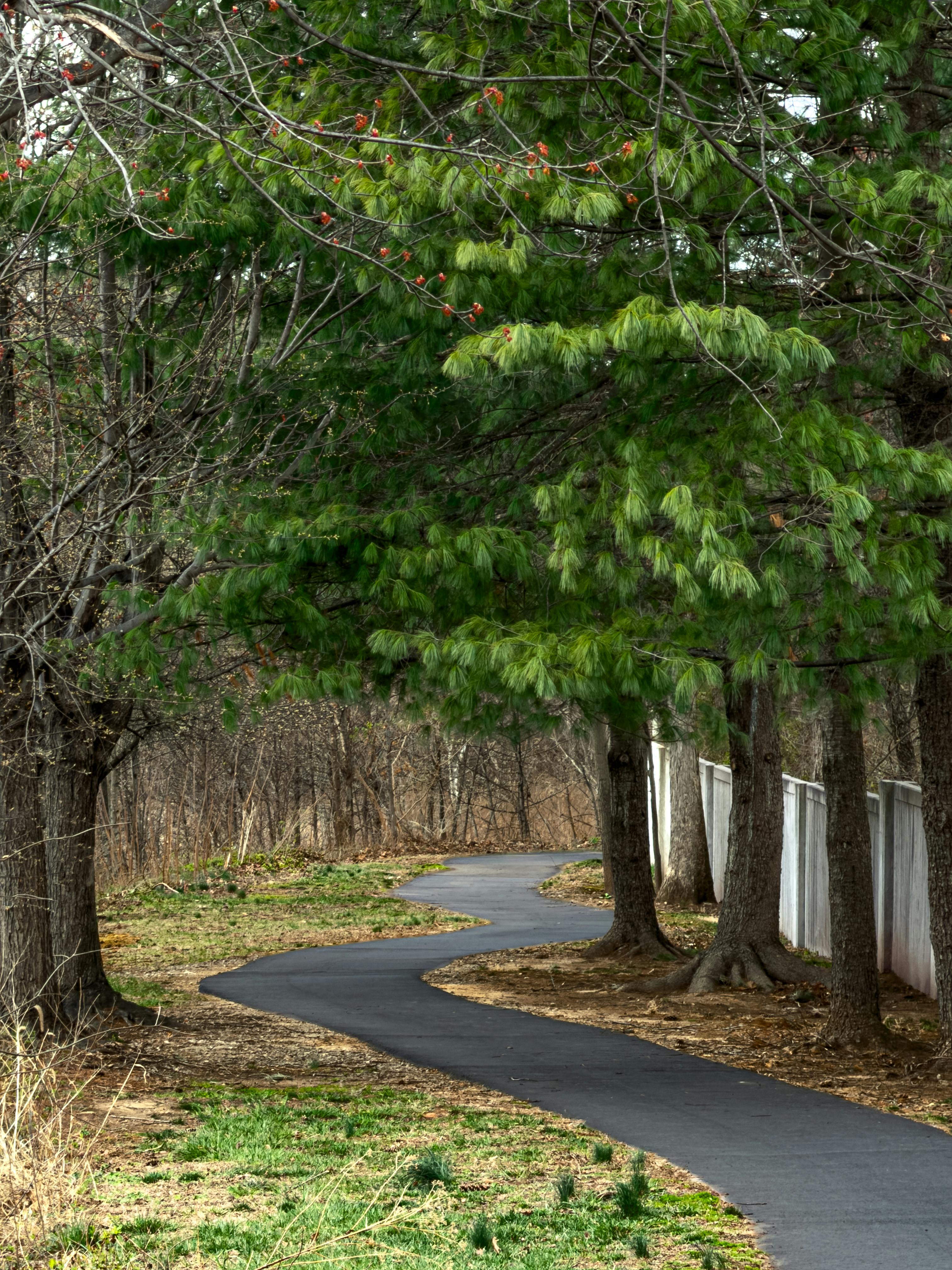 免費 蜿蜒小徑穿過茂密的森林，展現出翠綠的松樹和寧靜的自然風光。 圖庫相片