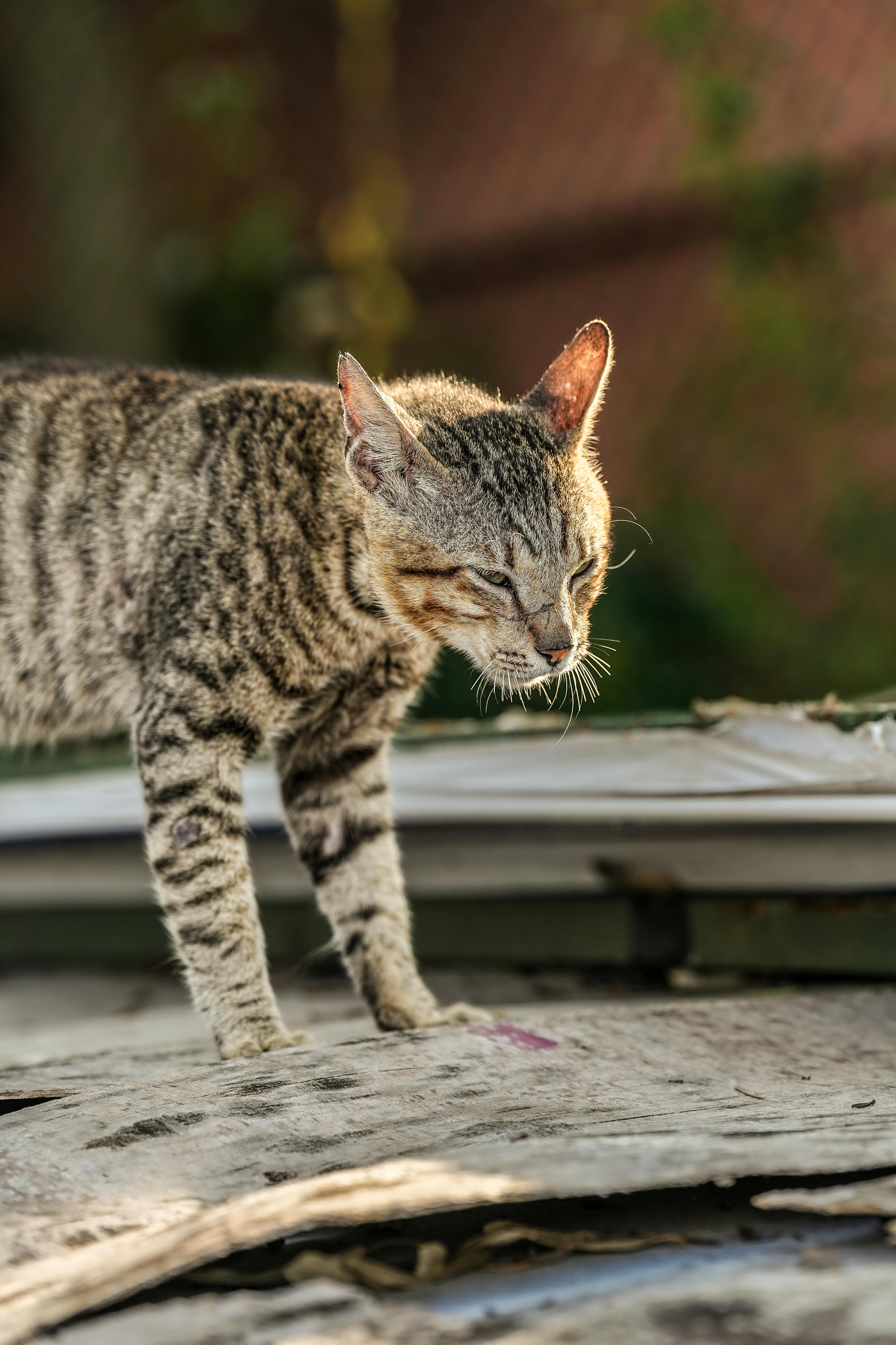 Безкоштовне Безпритульний смугастий кіт з виразними вусиками стоїть на залитих сонцем уламках у Сурабаї, Індонезія. стокове фото