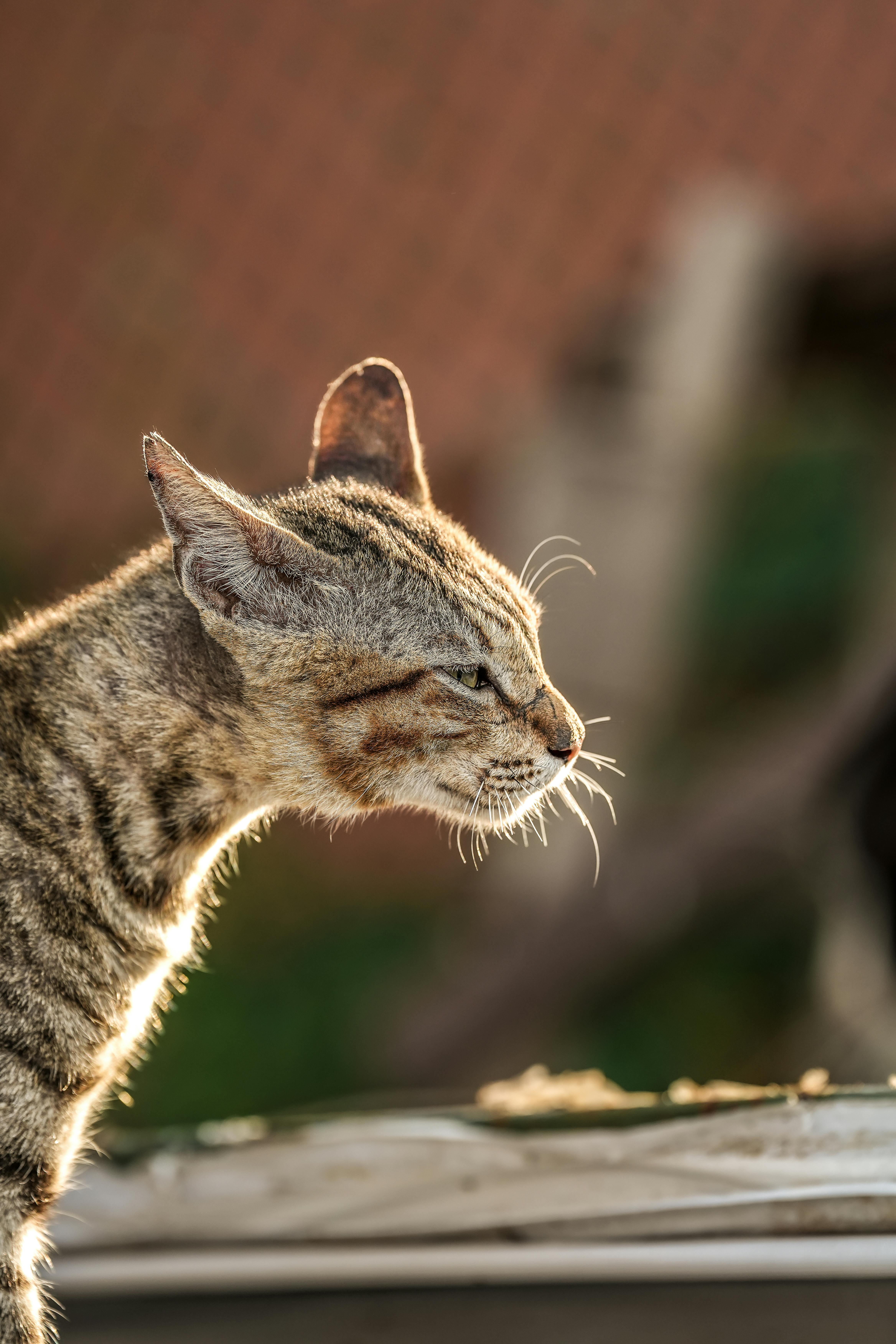 ฟรี แมวลายทางนอนอาบแดด โดยมีฉากหลังเบลอ คลังภาพถ่าย