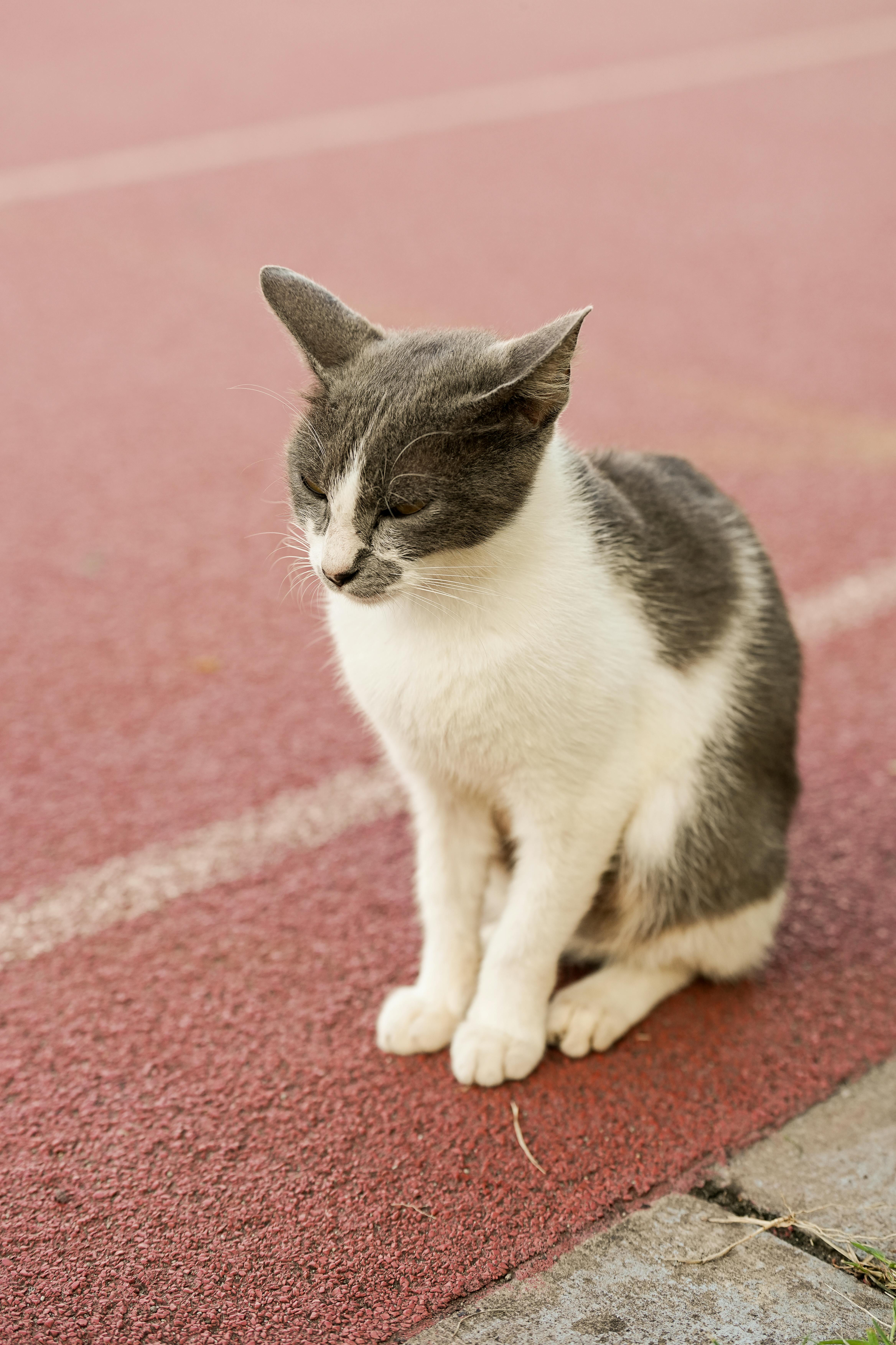 Безкоштовне Сіро-білий кіт сидить на червоній доріжці для спокійного портрета на свіжому повітрі. стокове фото