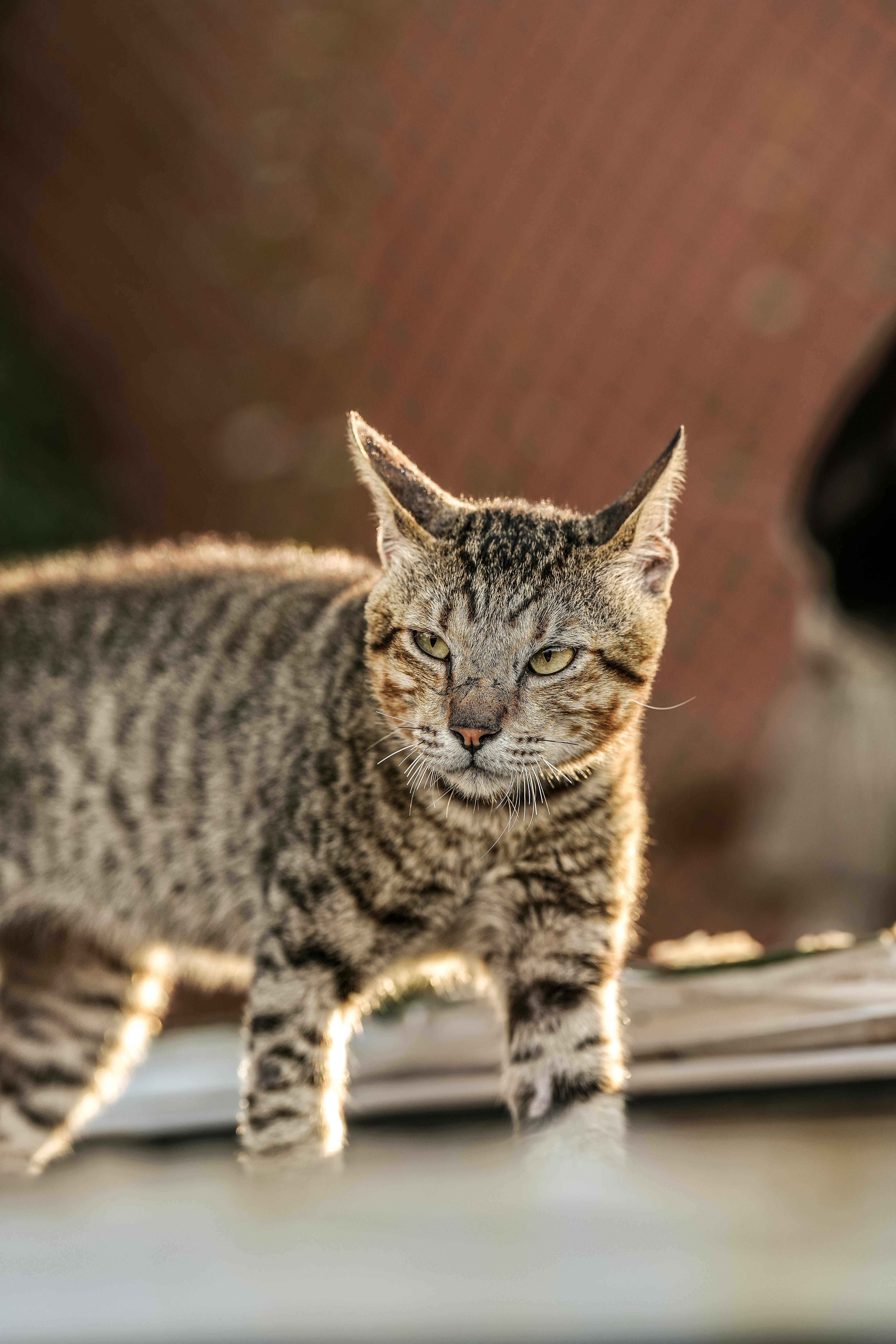 免費 這是一張在泗水戶外拍攝的虎斑貓的詳細肖像，捕捉到了它機警的表情和皮毛圖案。 圖庫相片