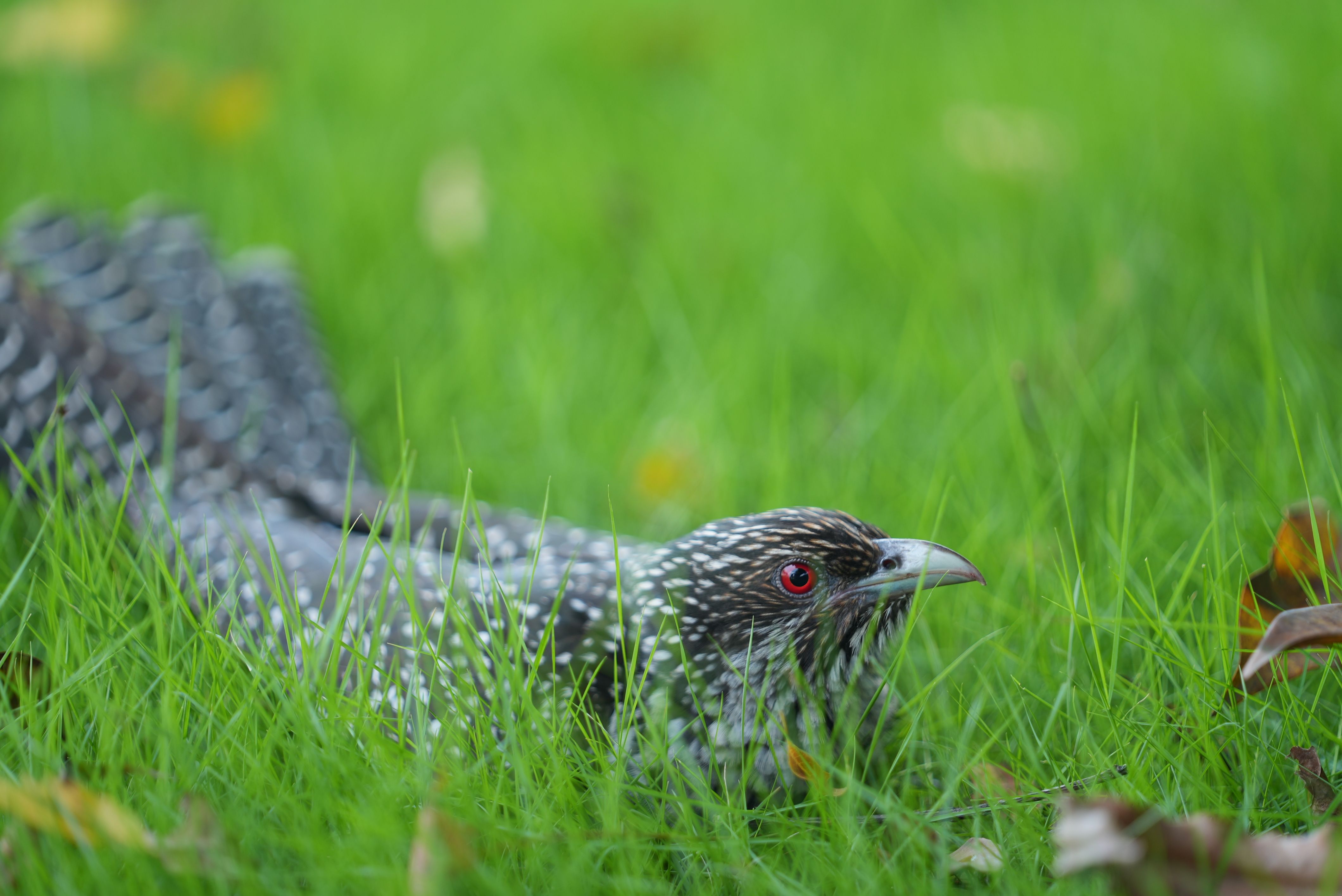 Close-up of a Beautiful Bird in Grass · Free Stock Photo