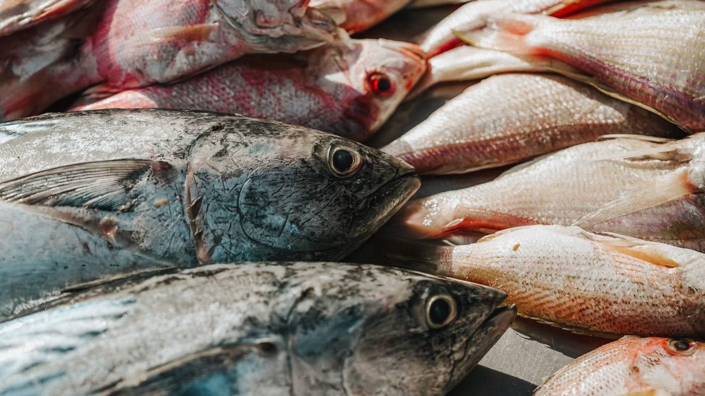 Camp Cooking Fresh-Caught Fish: Three Methods That Work Outdoors