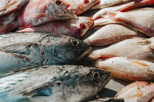 Free A variety of freshly caught fish displayed on ice at a traditional market in Surabaya, Indonesia. Stock Photo