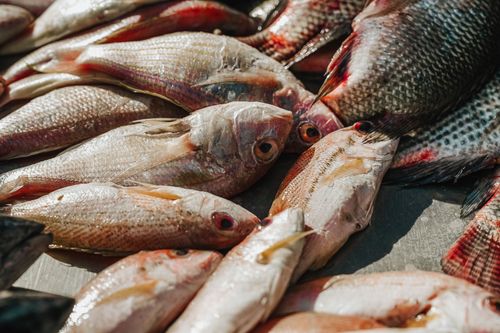 Free A variety of freshly caught fish displayed at an outdoor market in Surabaya, Indonesia. Stock Photo