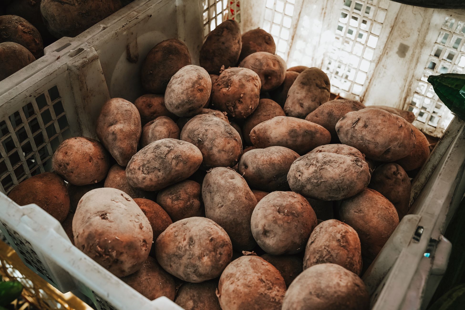Optimisme bij veiling eerste kistje nieuwe aardappelen ondanks 'desastreus' jaar
