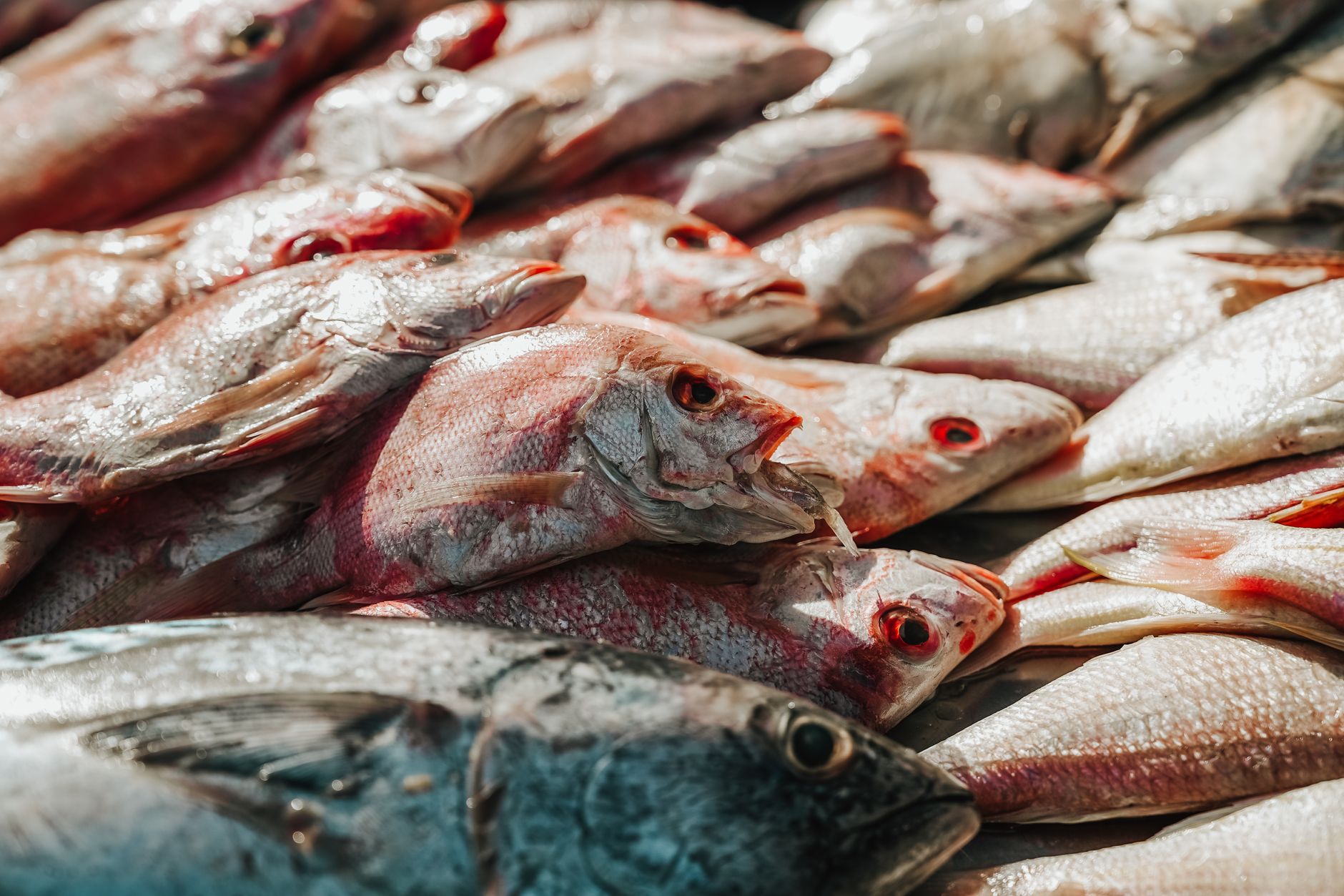Best Fish Food (2026)