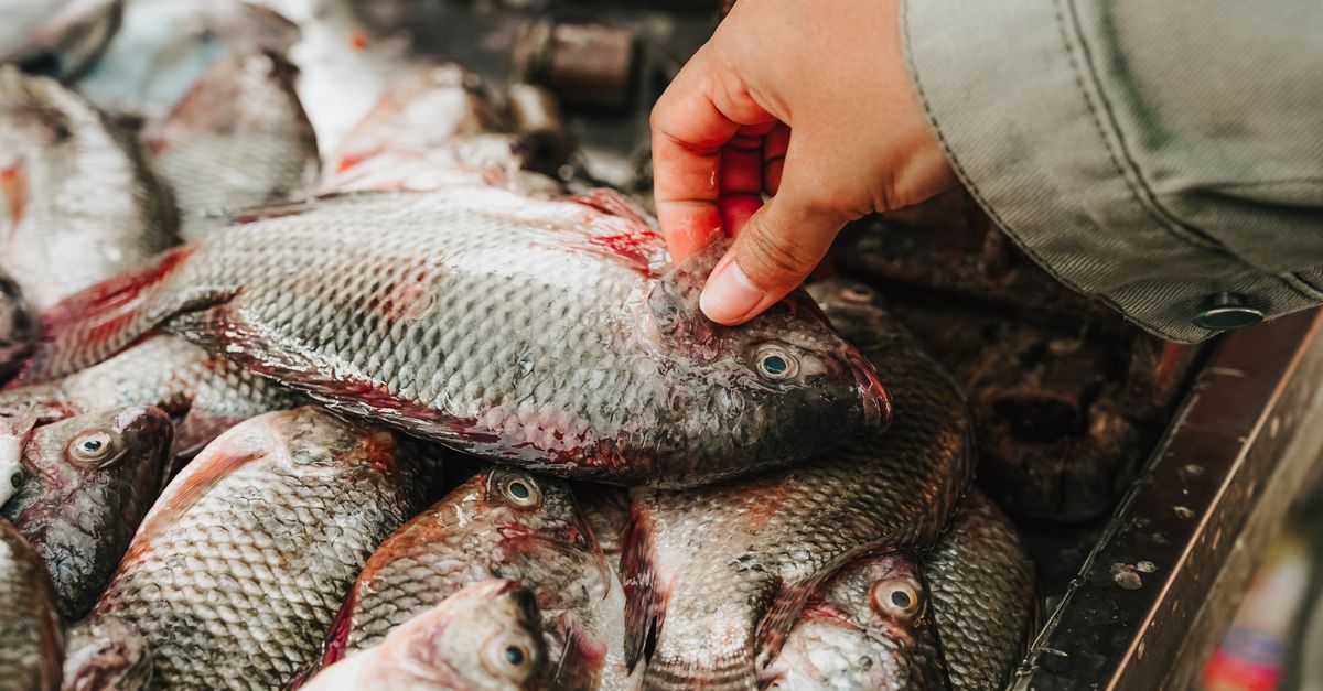 Comment choisir le bon poisson frais pour vos recettes