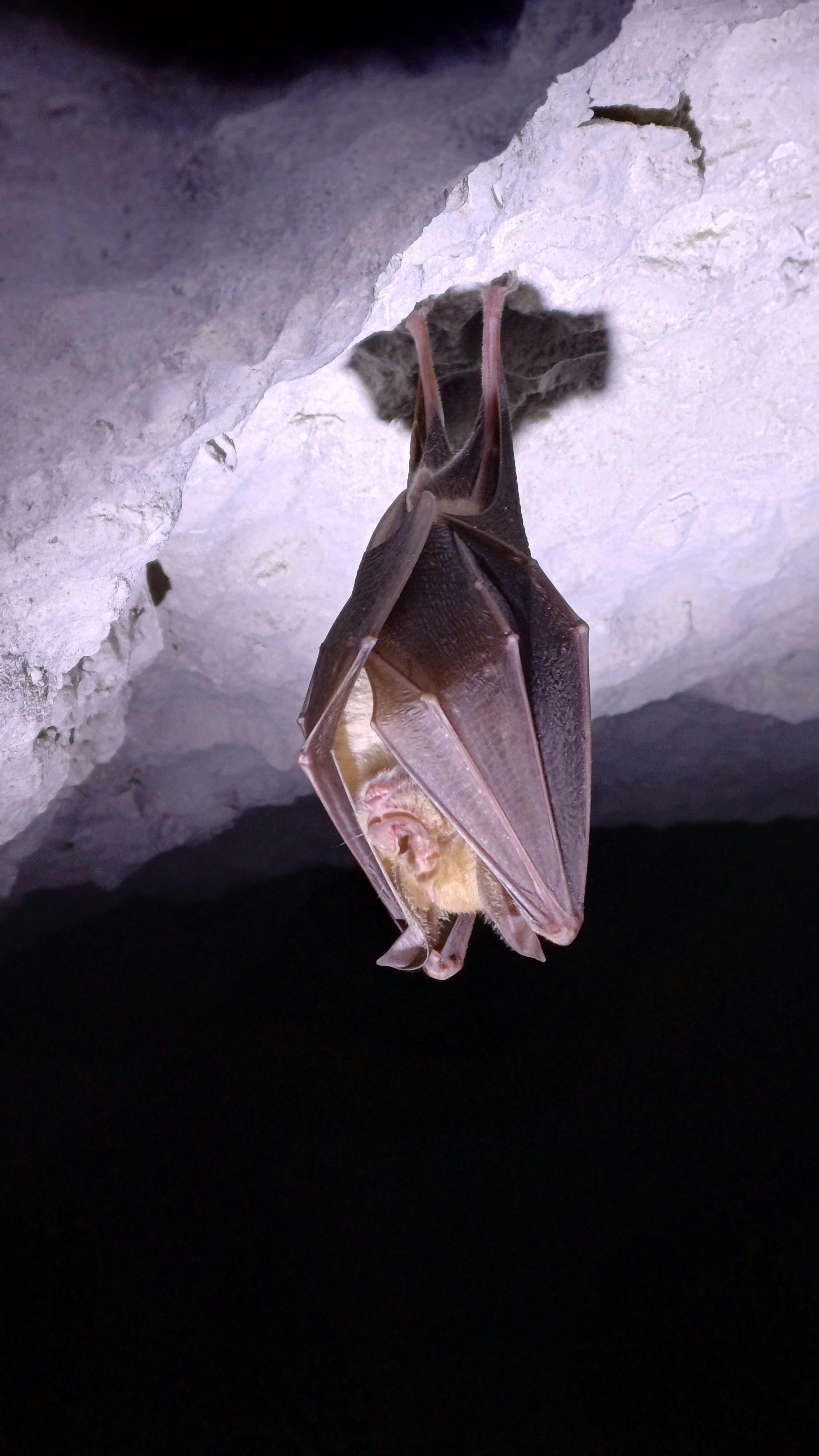 Безкоштовне стокове фото на тему «бита, біологія, вилізти» стокове фото