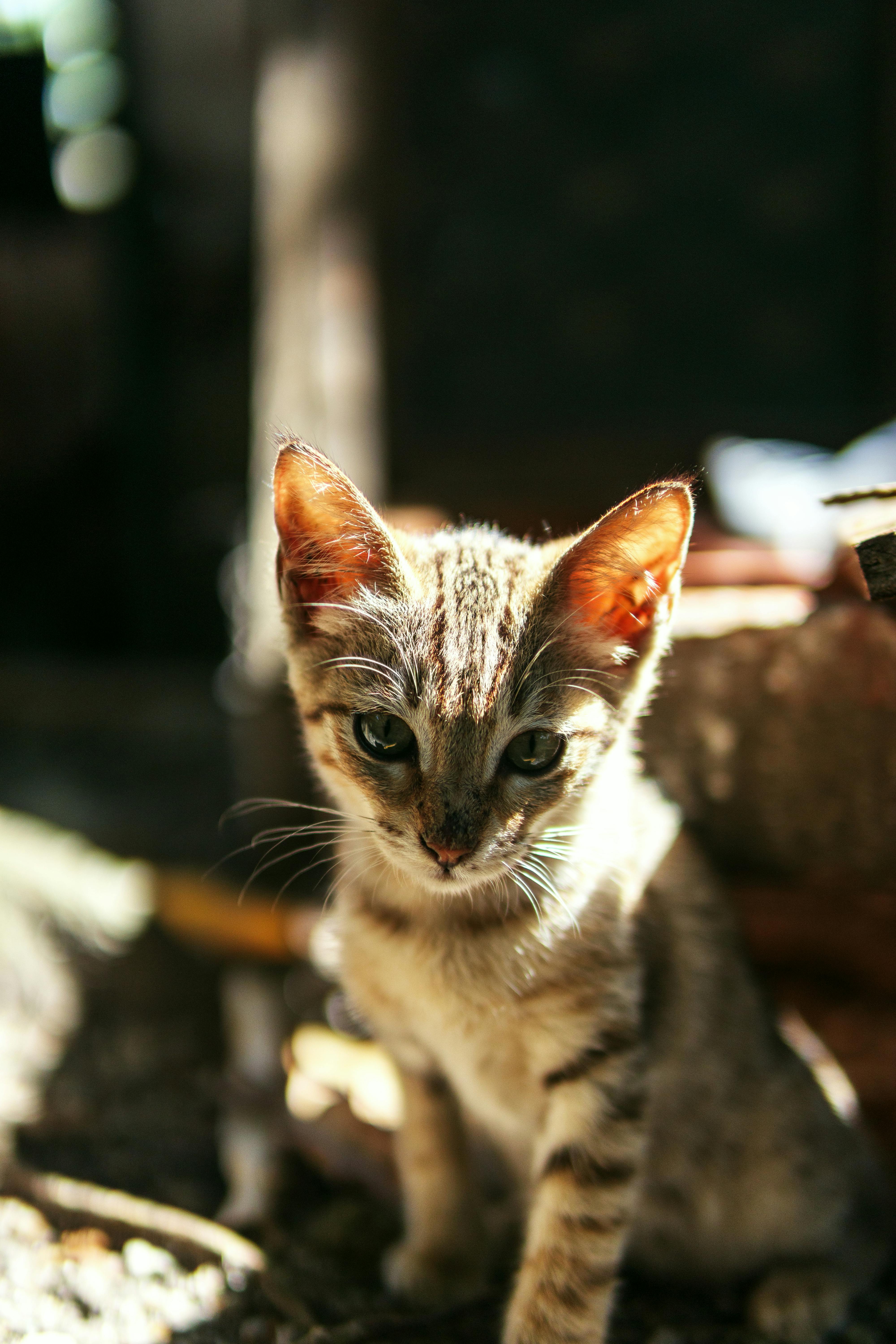ingyenes Egy cirmos kiscica ül a meleg napfényben, kiemelve bundáját egy kültéri környezetben. Stockfotó