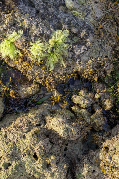 Free Detailed view of seaweed and rocks on a coastal shoreline, highlighting texture. Stock Photo